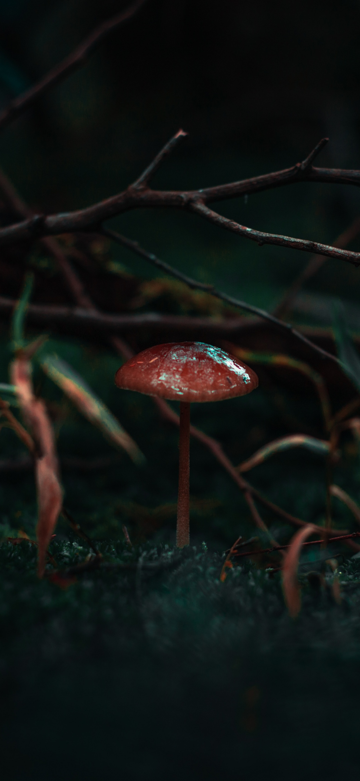 Обои природа, черный, зеленый, темнота, красный цвет в разрешении 1242x2688