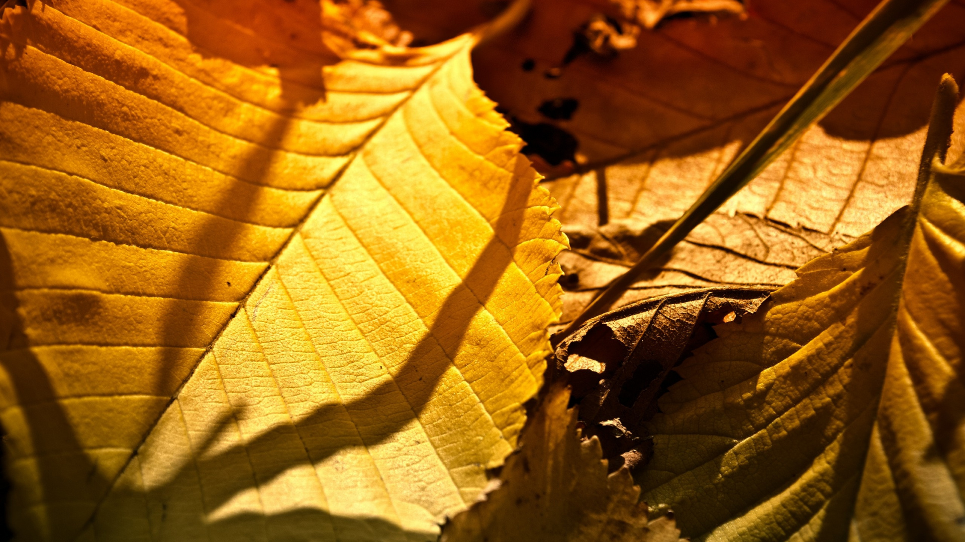 Обои wisgoon, ветвь, осень, листопадные, желтый в разрешении 1920x1080