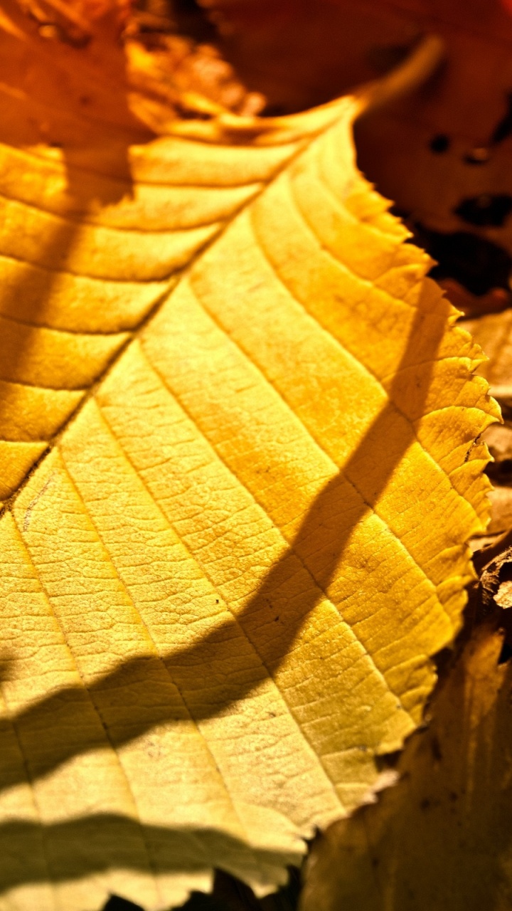 Обои wisgoon, ветвь, осень, листопадные, желтый в разрешении 720x1280