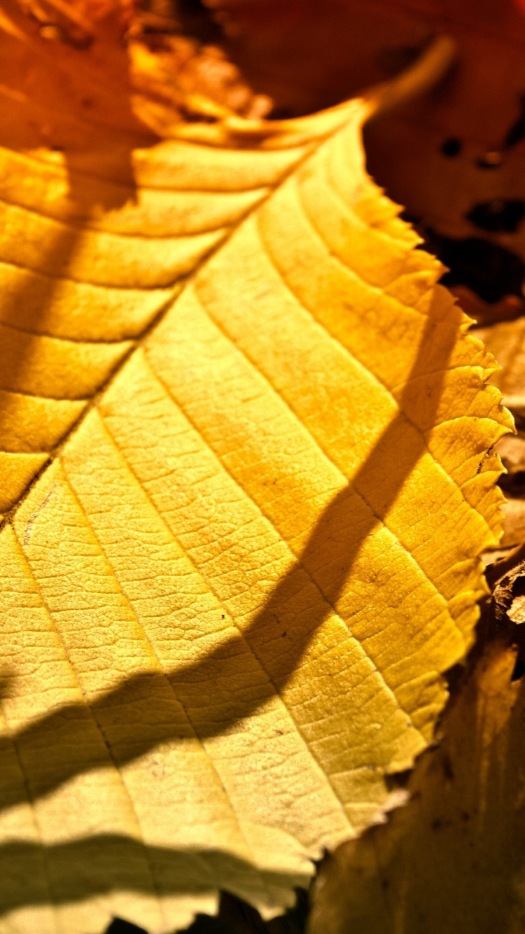 Обои wisgoon, ветвь, осень, листопадные, желтый в разрешении 750x1334