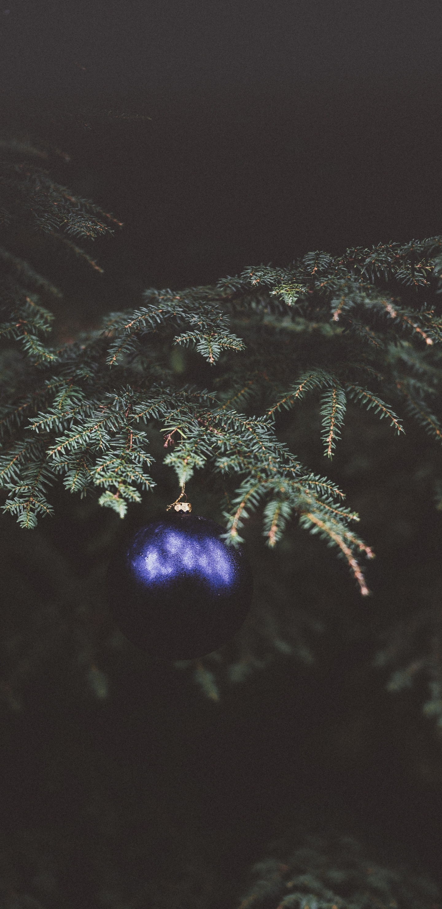 Обои Рождественский день, пихта, дерево, растение, Рождество в разрешении 1440x2960
