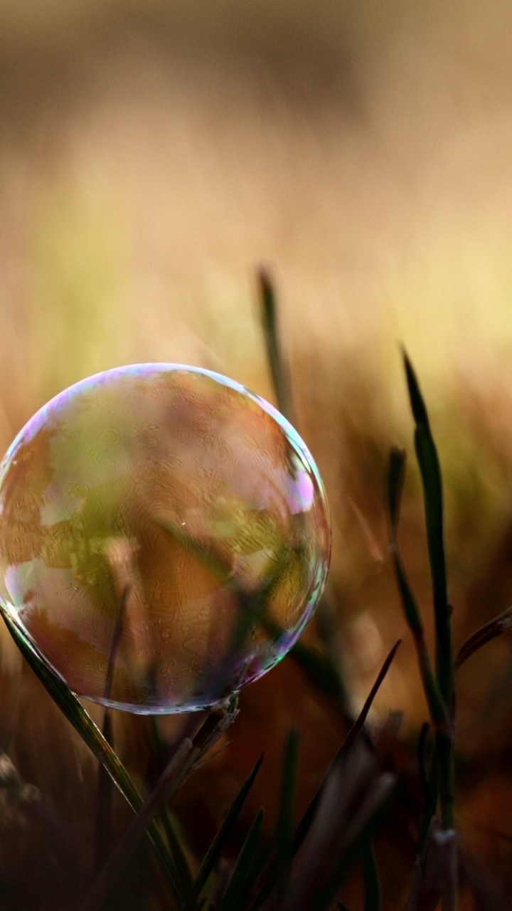 Обои солнечный свет, семейство травы, прут, макросъемка, стебель растения в разрешении 720x1280