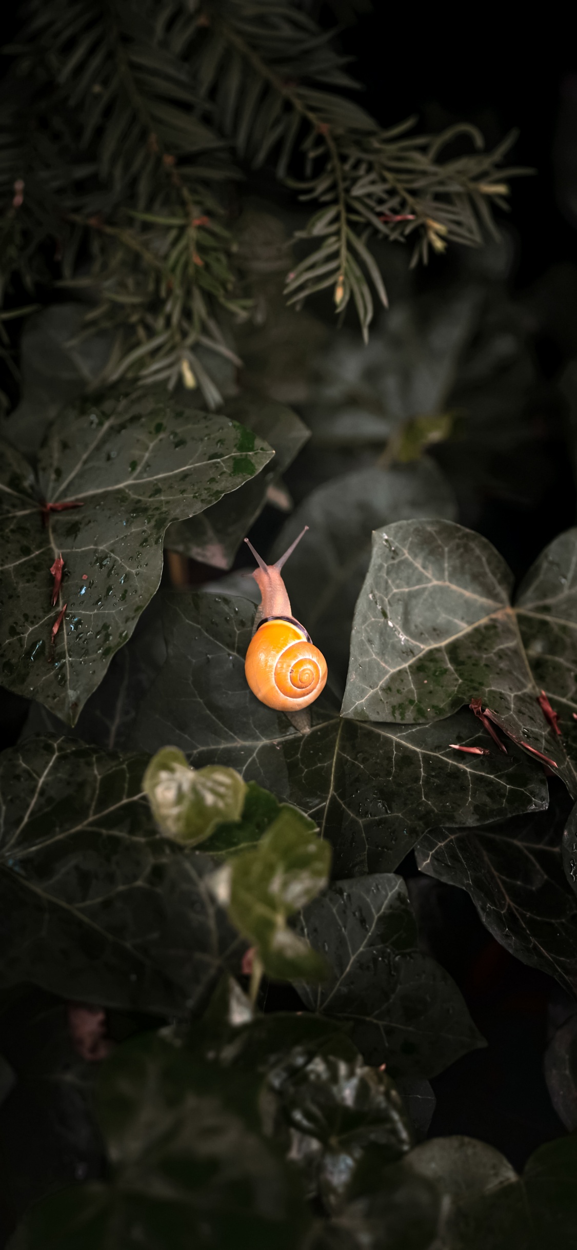 Обои лист, растение, наземное растение, прут, лепесток в разрешении 1125x2436