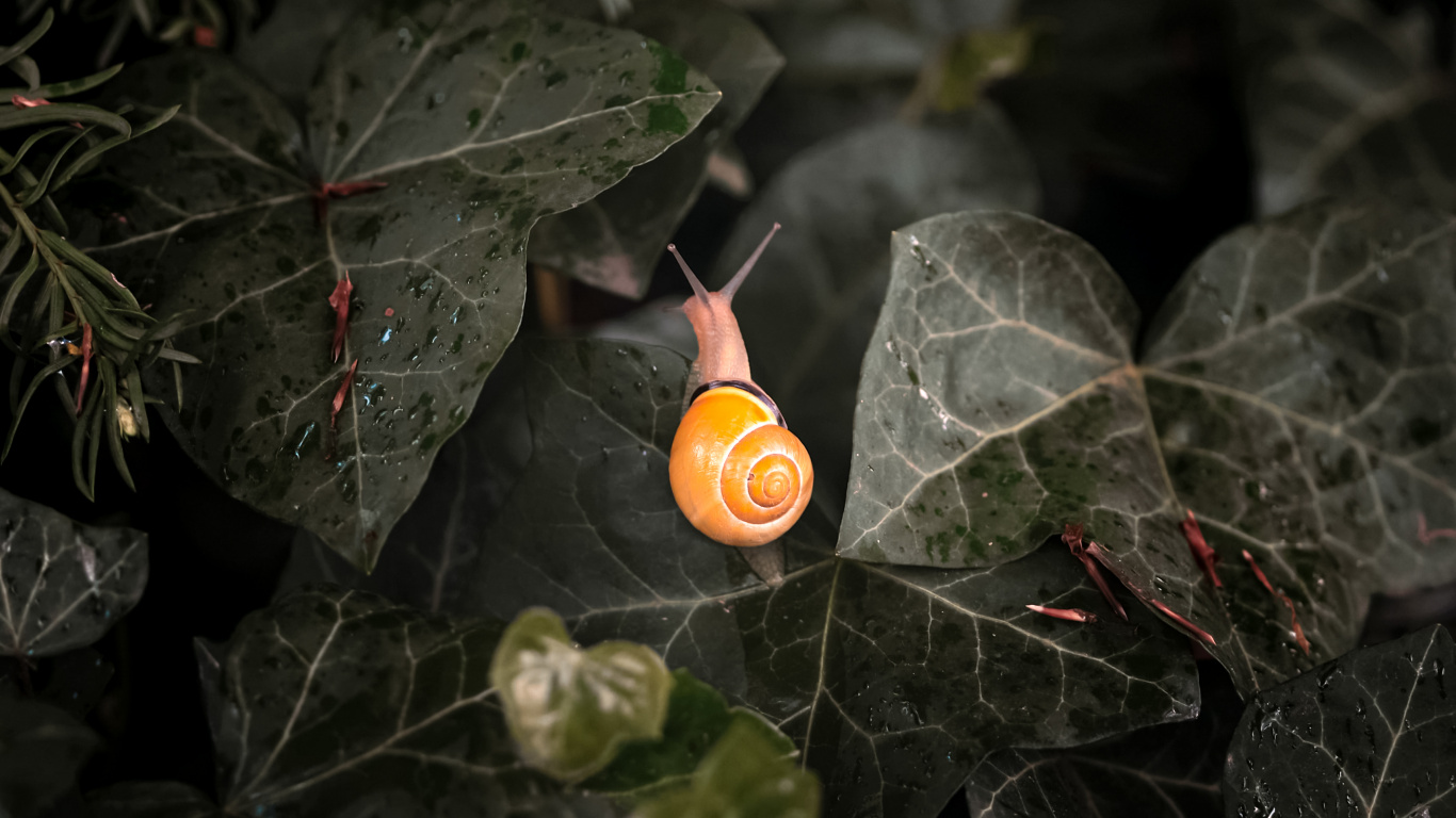 Обои лист, растение, наземное растение, прут, лепесток в разрешении 1366x768