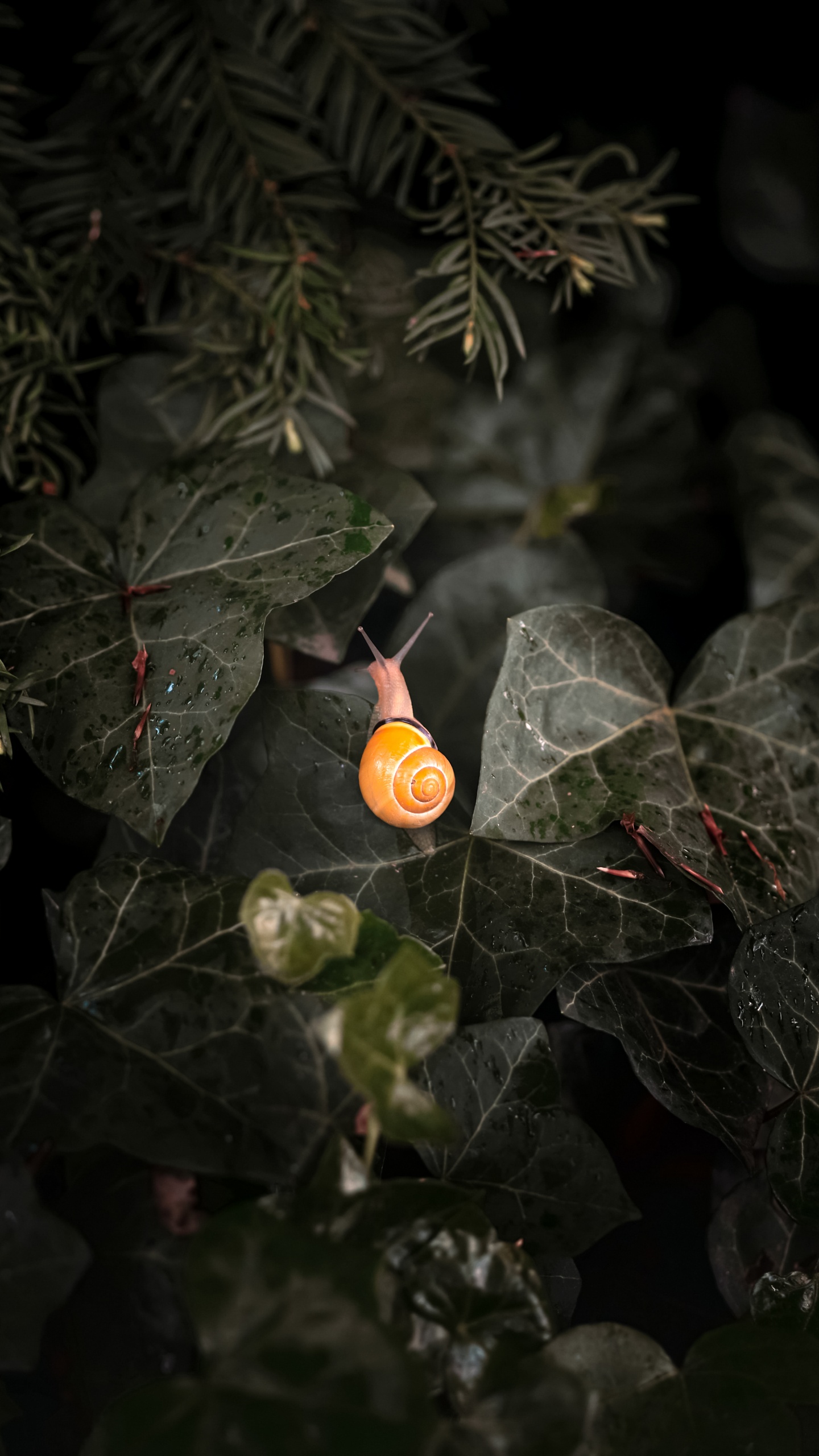 Обои лист, растение, наземное растение, прут, лепесток в разрешении 1440x2560