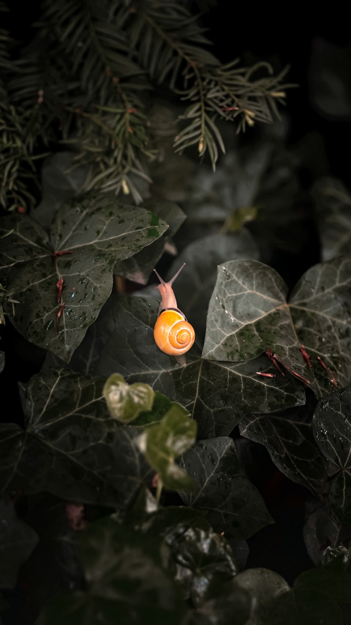 Обои лист, растение, наземное растение, прут, лепесток в разрешении 720x1280