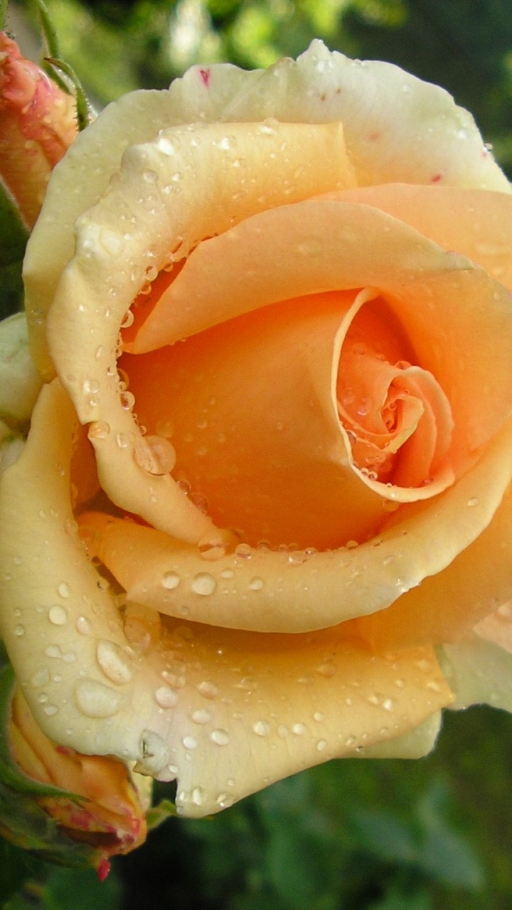 Обои сад роз, флорибунда, семья Роуз, розовый, цветковое растение в разрешении 720x1280