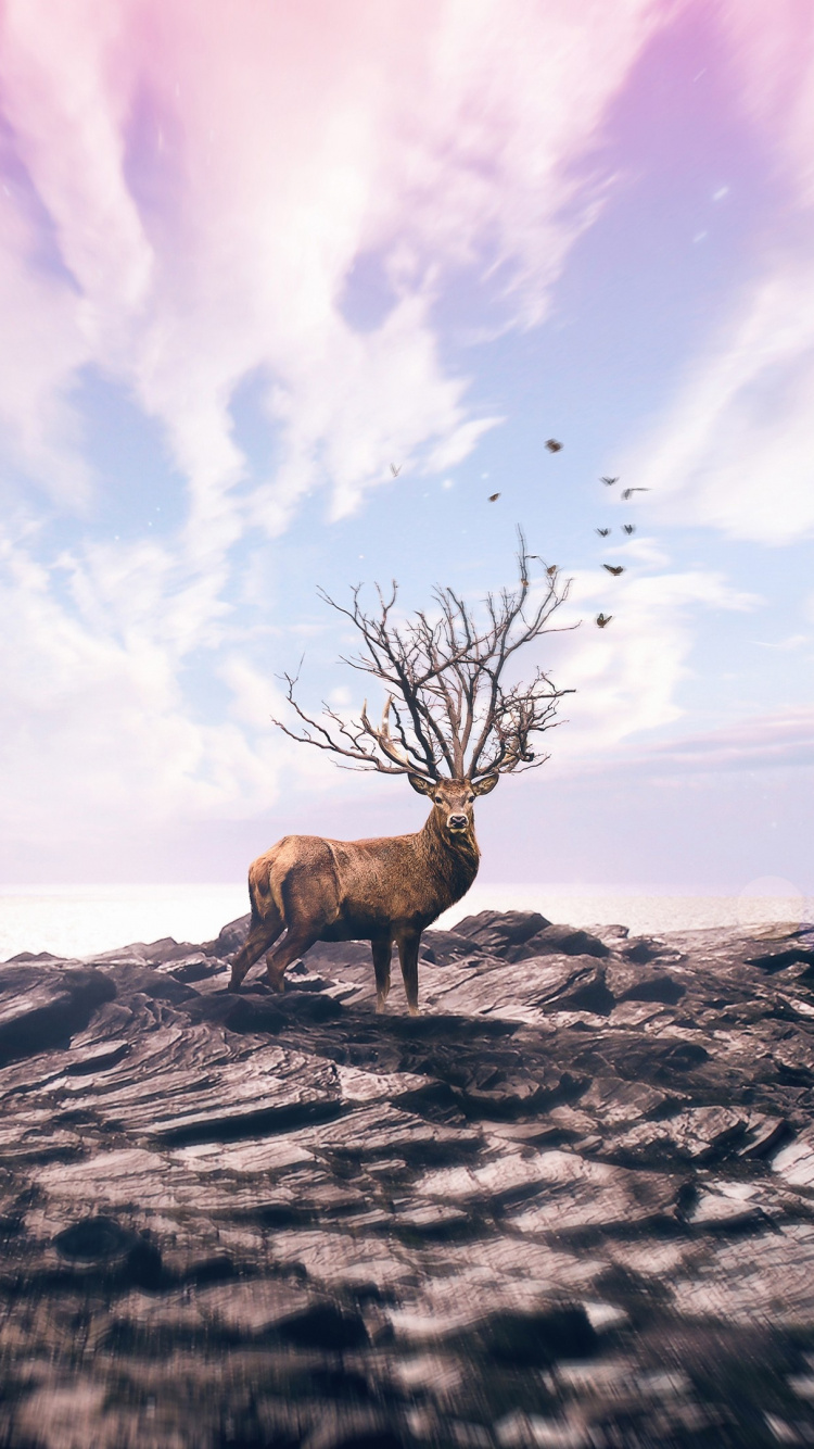 Обои облако, дерево, море, пейзаж, небо в разрешении 750x1334