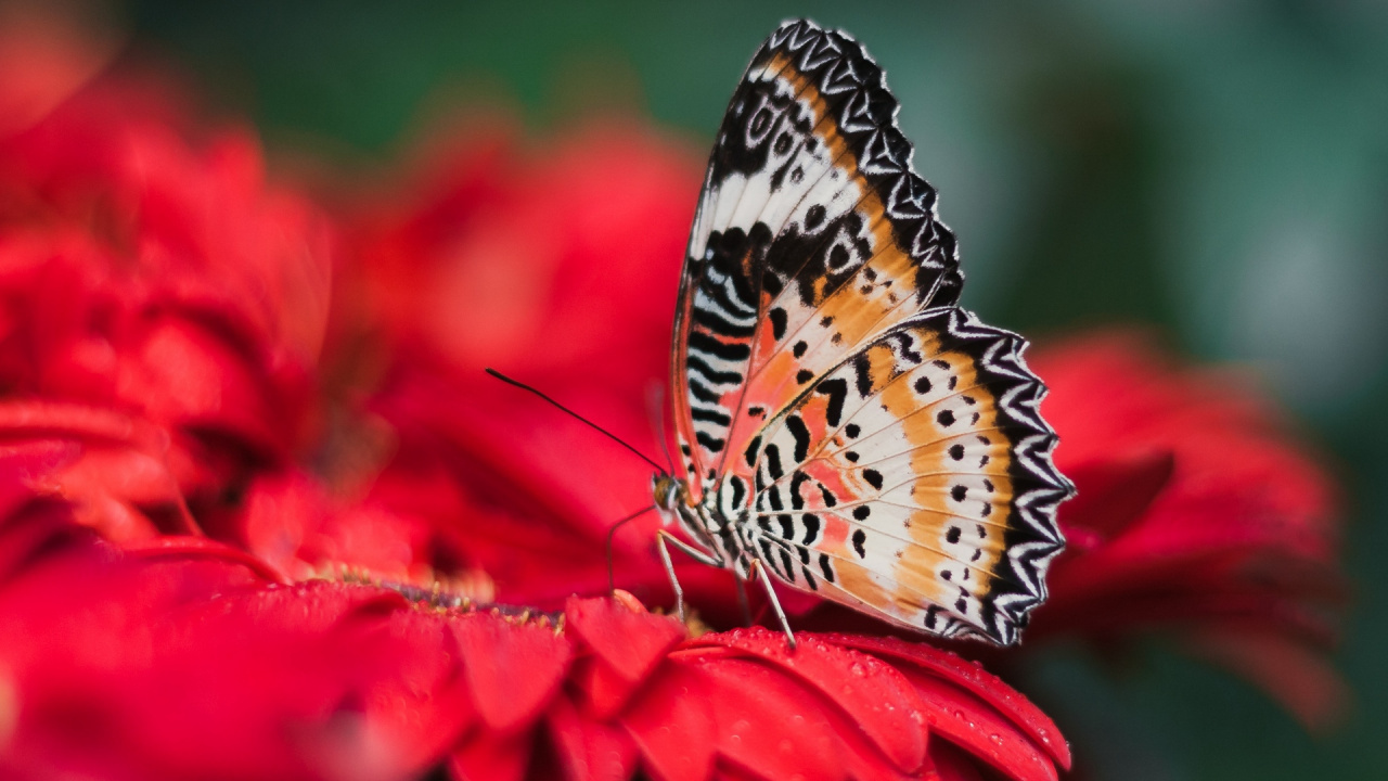 Обои ферма бабочек Пенанг, насекомое, бабочка, мотыльки и бабочки, беспозвоночных в разрешении 1280x720