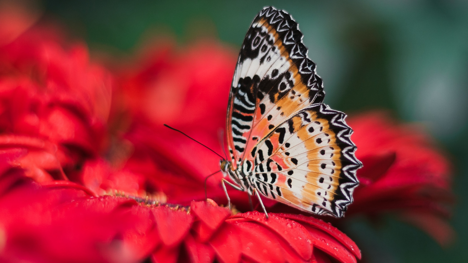 Обои ферма бабочек Пенанг, насекомое, бабочка, мотыльки и бабочки, беспозвоночных в разрешении 1920x1080