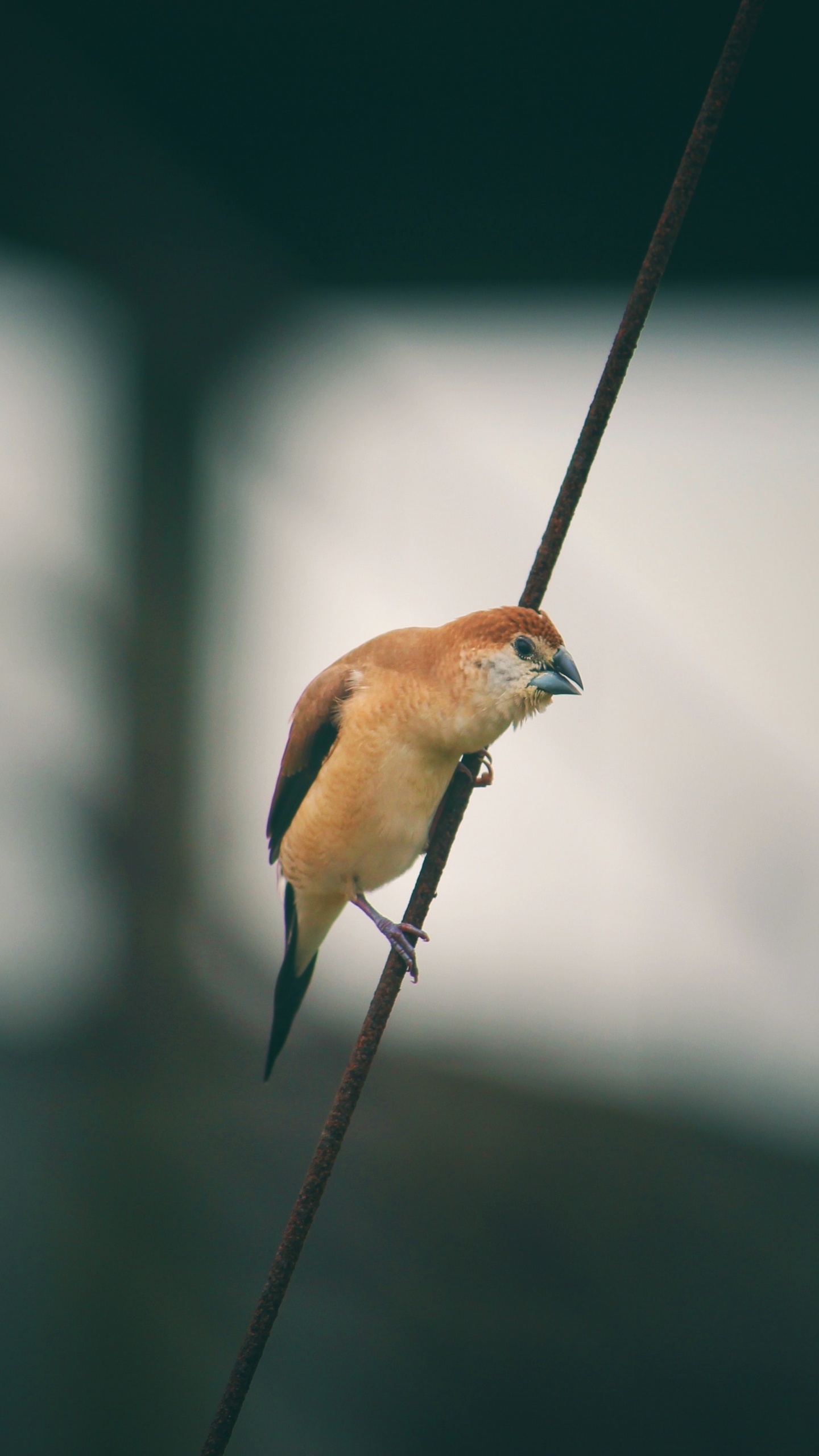 Обои живая природа, птица, растение, хвост, небо в разрешении 1440x2560