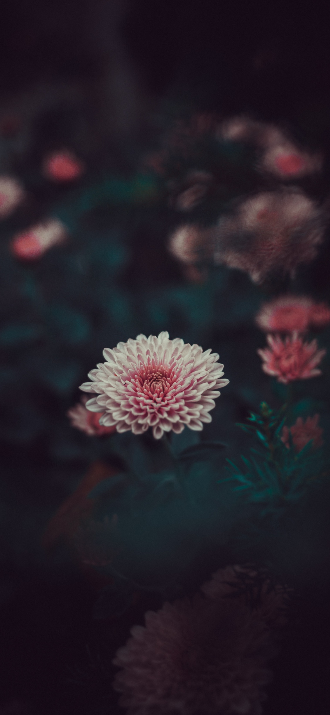 Обои красный цвет, розовый, зеленый, цветок, темнота в разрешении 1125x2436