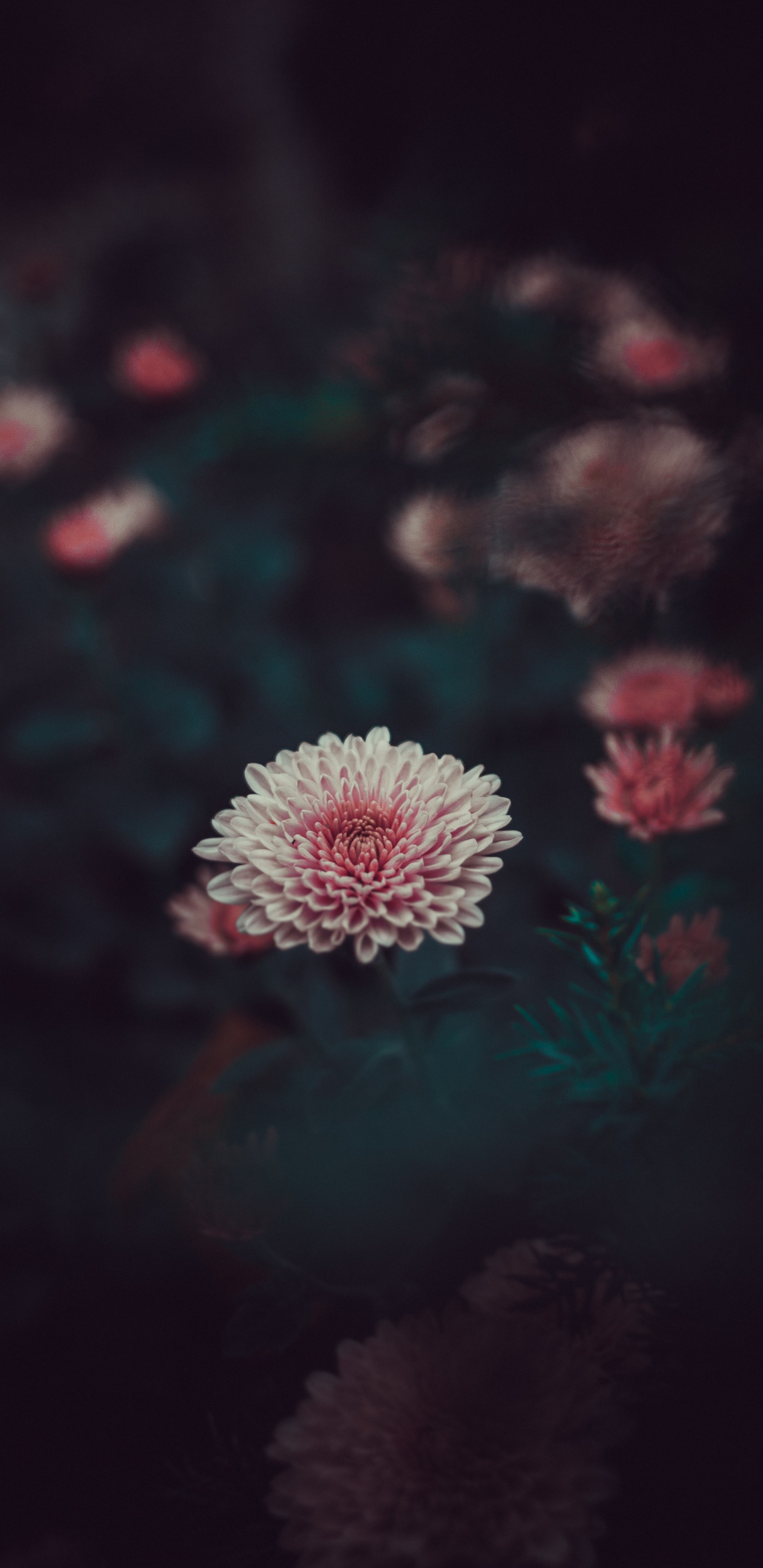 Обои красный цвет, розовый, зеленый, цветок, темнота в разрешении 1440x2960