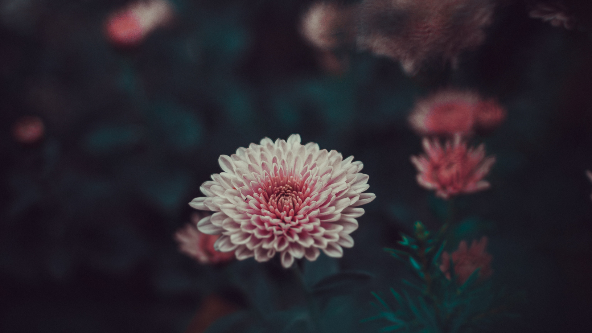 Обои красный цвет, розовый, зеленый, цветок, темнота в разрешении 1920x1080