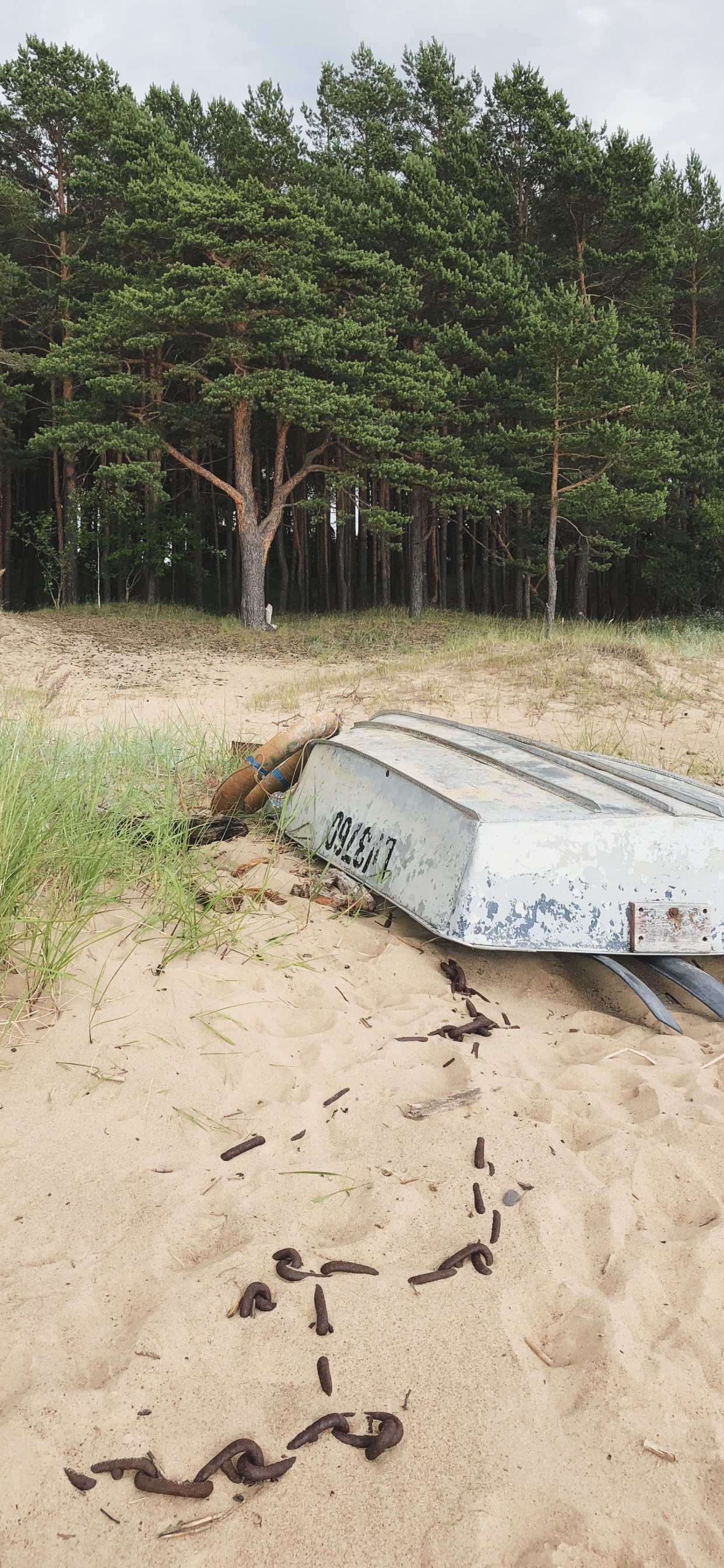 Обои песок, вода, растительное сообщество, биология, наука в разрешении 1242x2688
