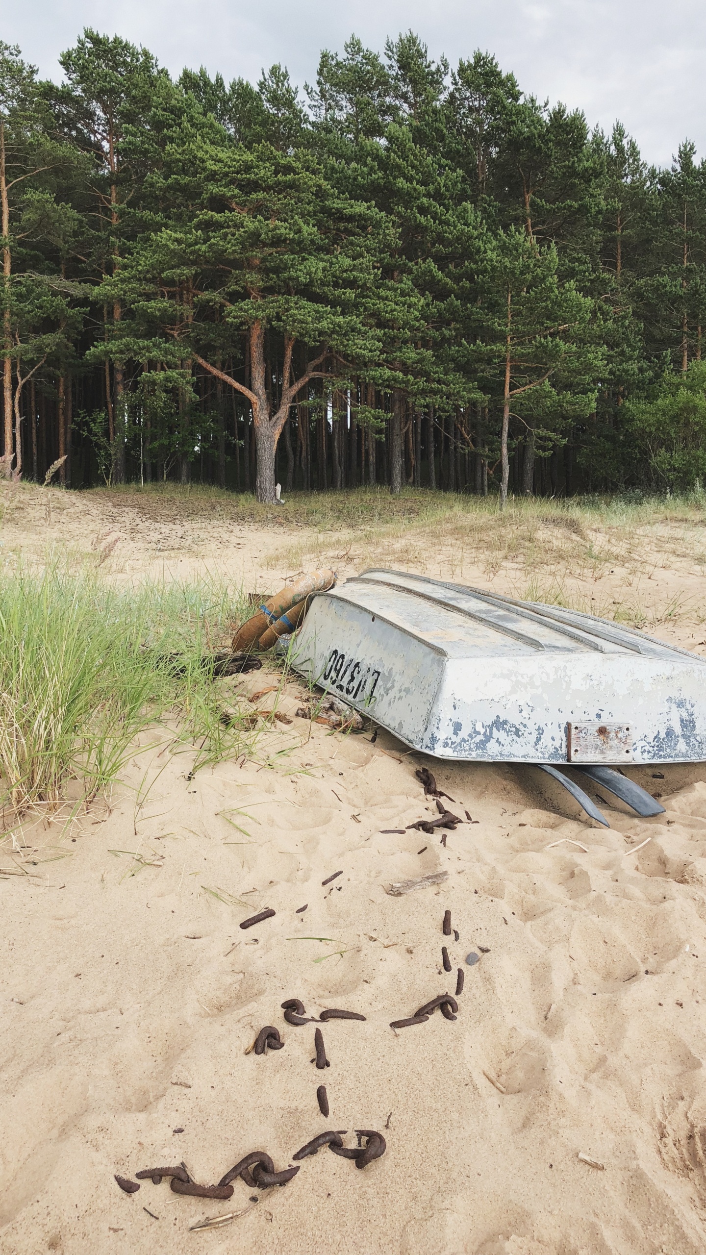 Обои песок, вода, растительное сообщество, биология, наука в разрешении 1440x2560