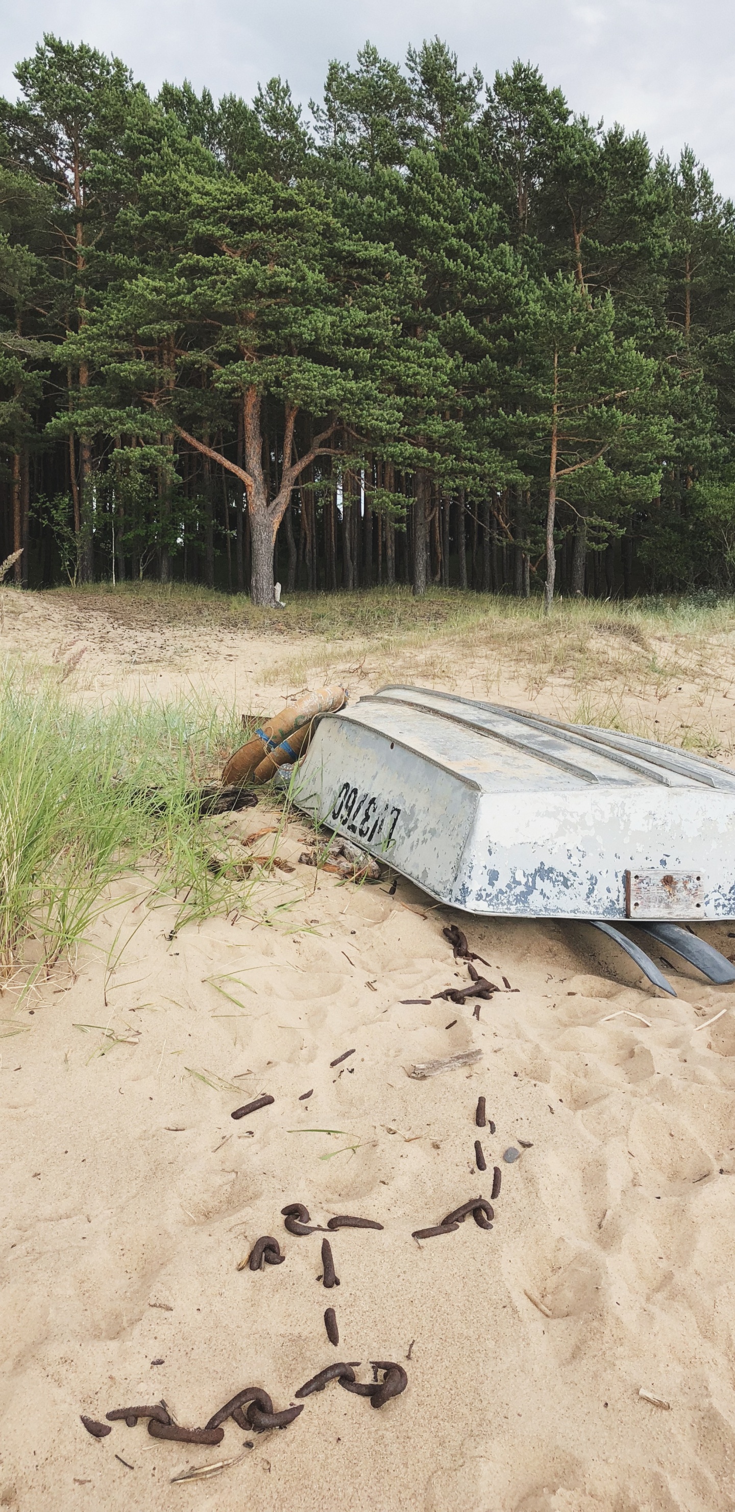 Обои песок, вода, растительное сообщество, биология, наука в разрешении 1440x2960