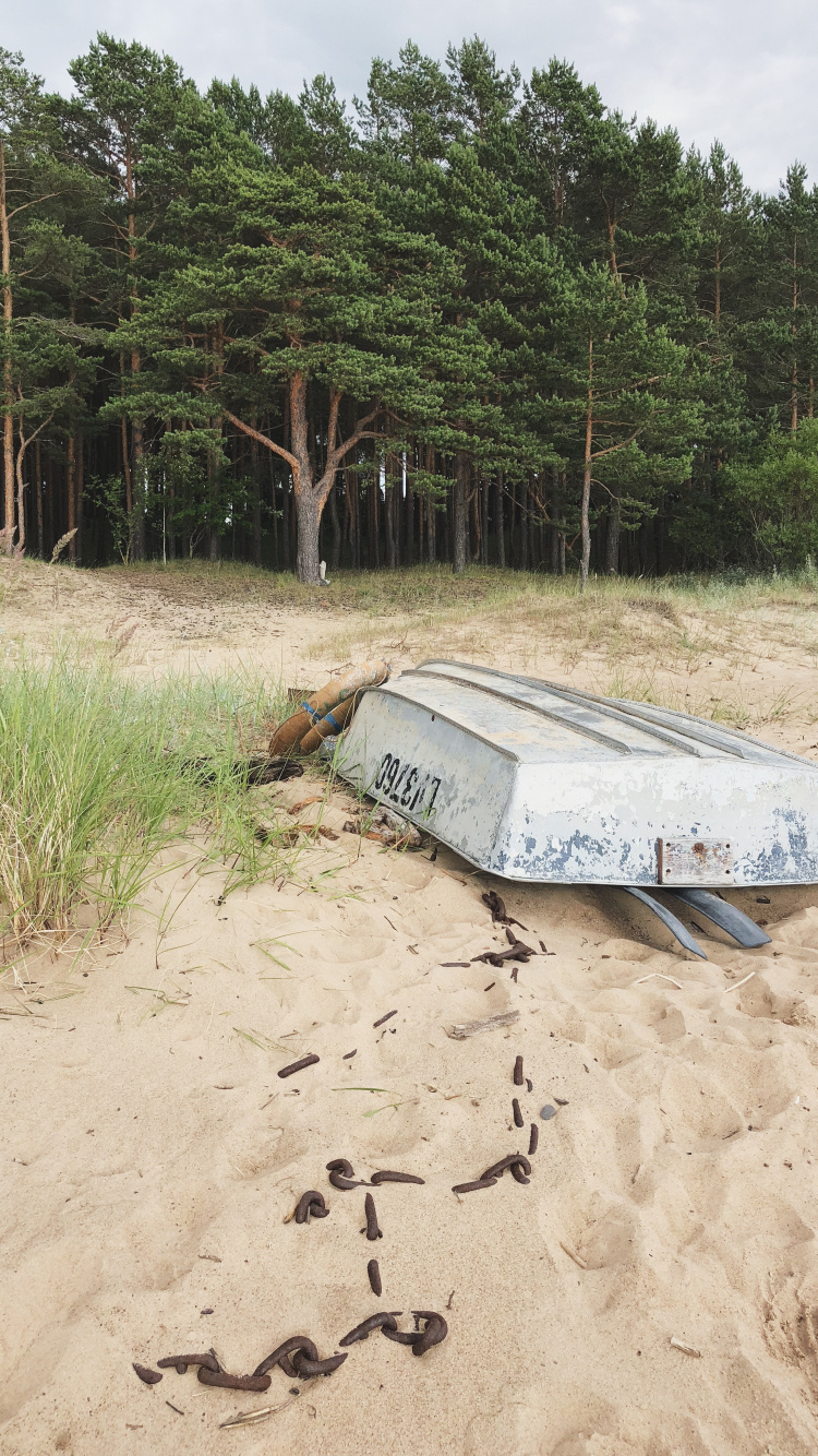 Обои песок, вода, растительное сообщество, биология, наука в разрешении 750x1334