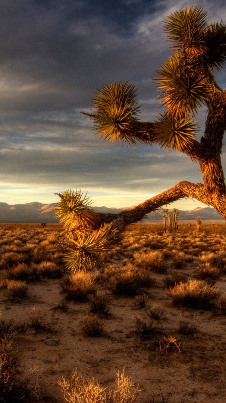 Обои дерево Джошуа национальный парк, дерево, облако, пейзаж, дикая местность в разрешении 750x1334