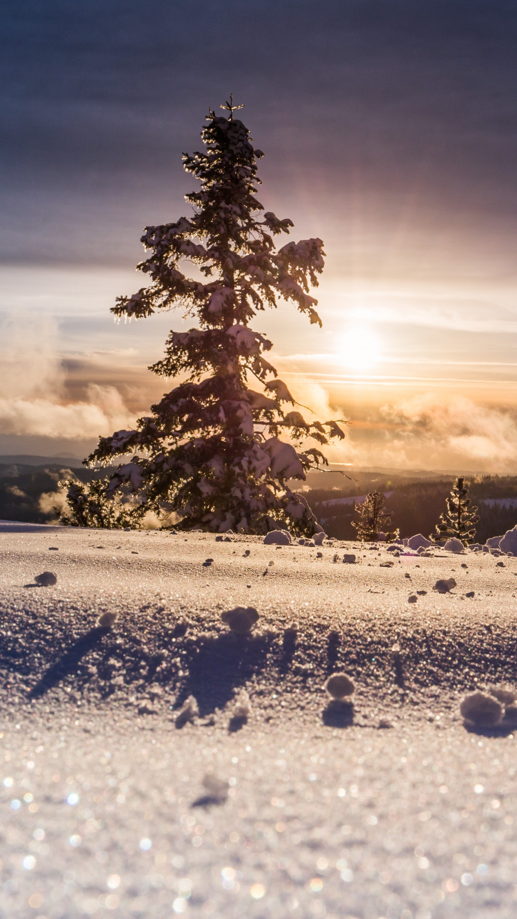 Обои облако, атмосфера, растение, дерево, природный ландшафт в разрешении 750x1334