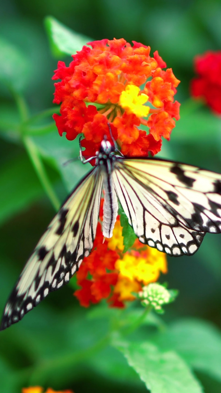 Обои нектар, насекомое, бабочка, мотыльки и бабочки, беспозвоночных в разрешении 750x1334