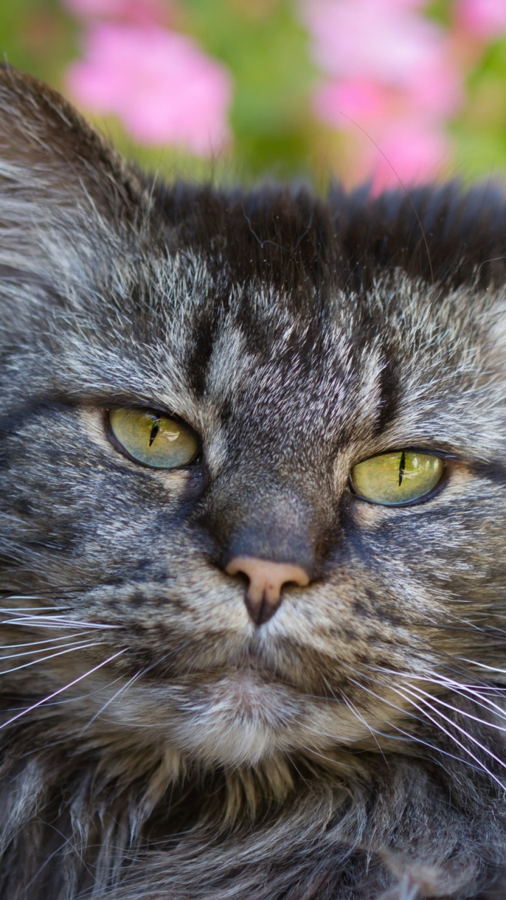 Обои кот, морда, бакенбарды, кошачьих, крупный план в разрешении 720x1280