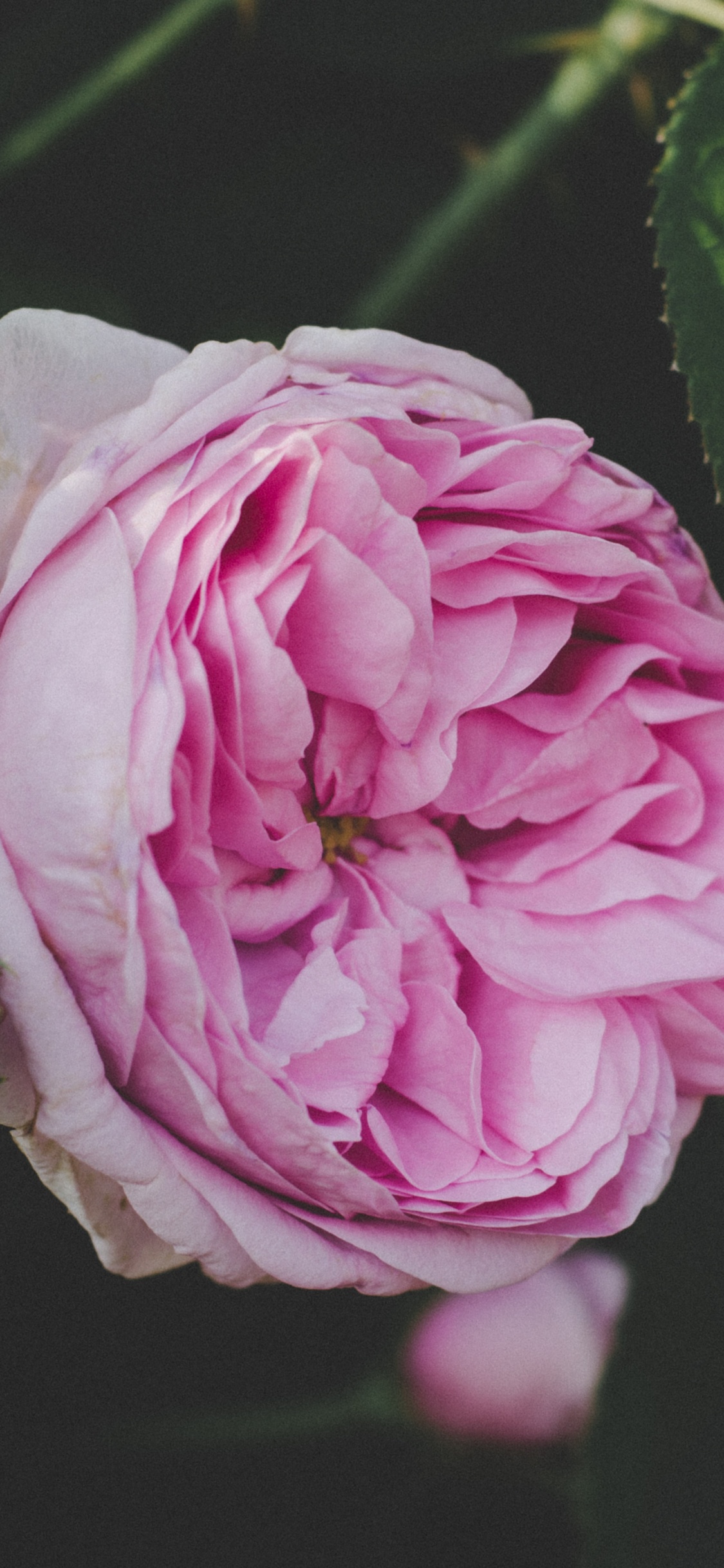 Обои цветок, цветковое растение, розовый, растение, сад роз в разрешении 1125x2436