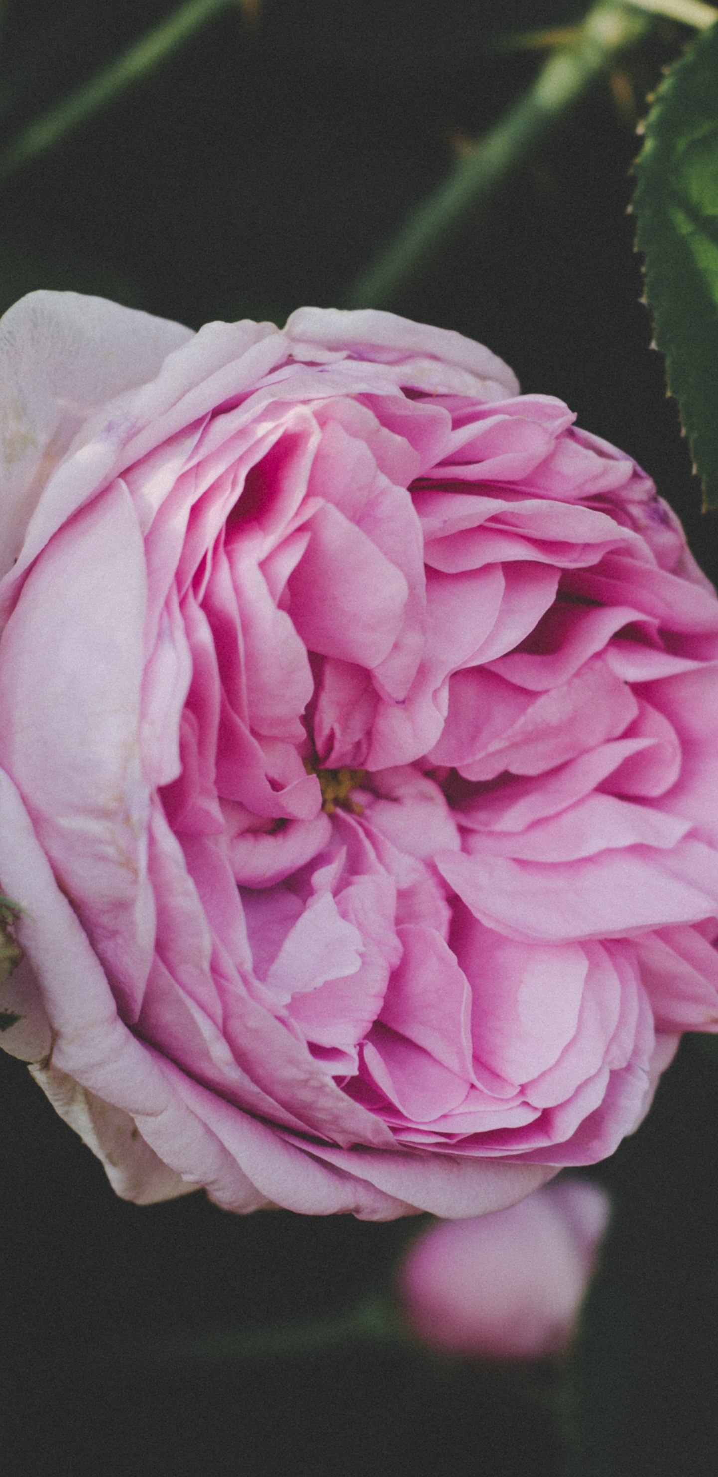 Обои цветок, цветковое растение, розовый, растение, сад роз в разрешении 1440x2960