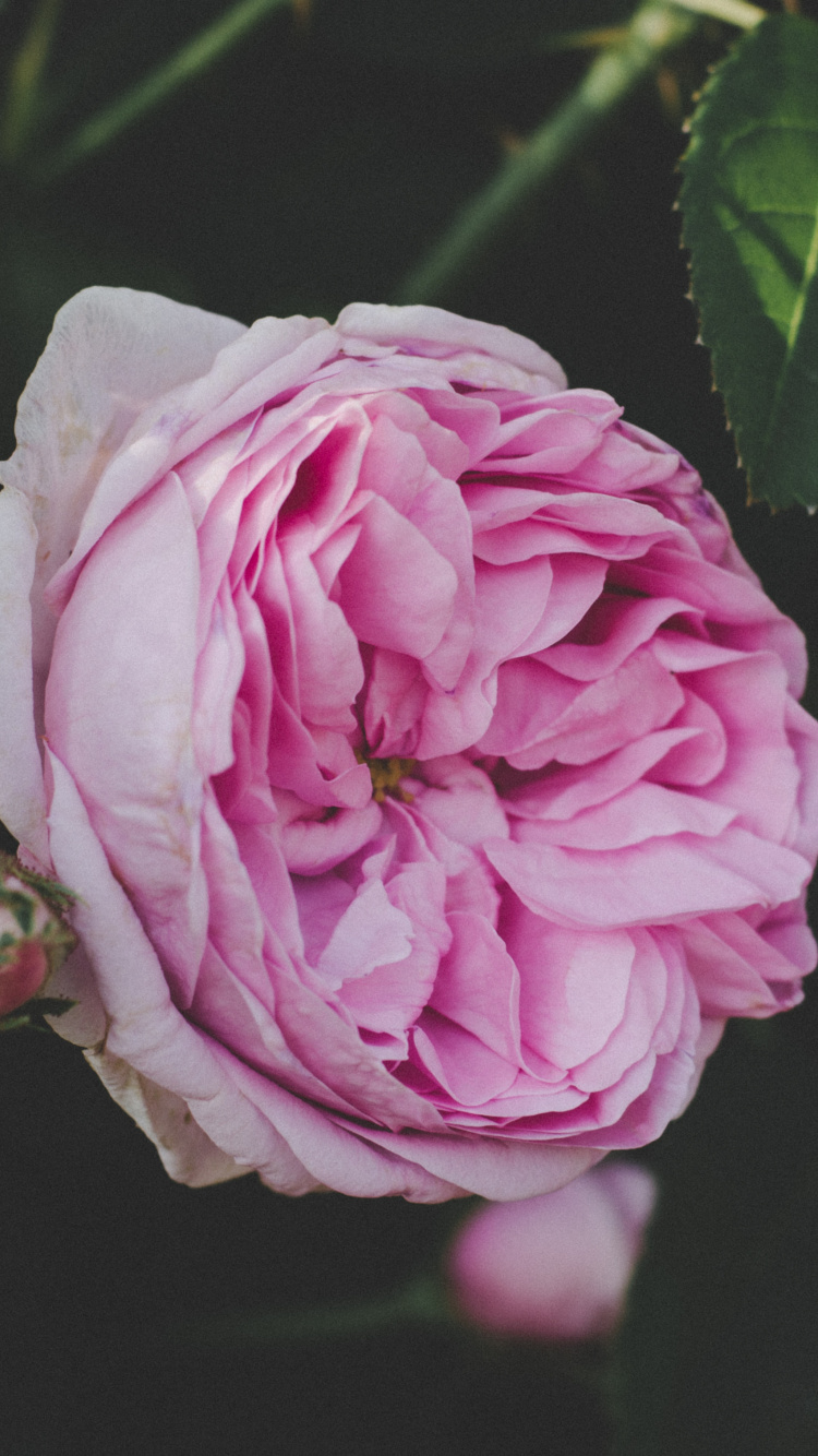 Обои цветок, цветковое растение, розовый, растение, сад роз в разрешении 750x1334