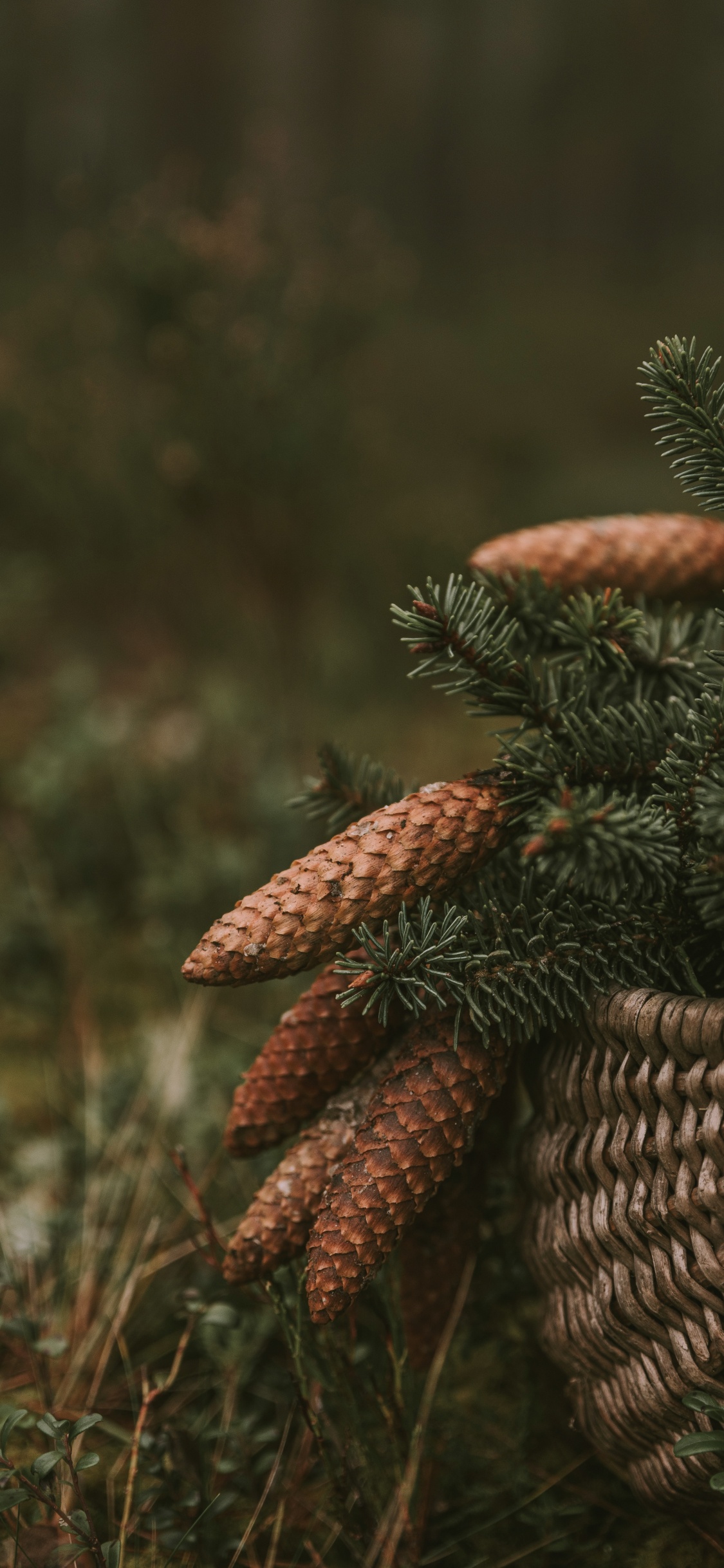 Обои растительность, крупный план, растение, живая природа, биом в разрешении 1125x2436