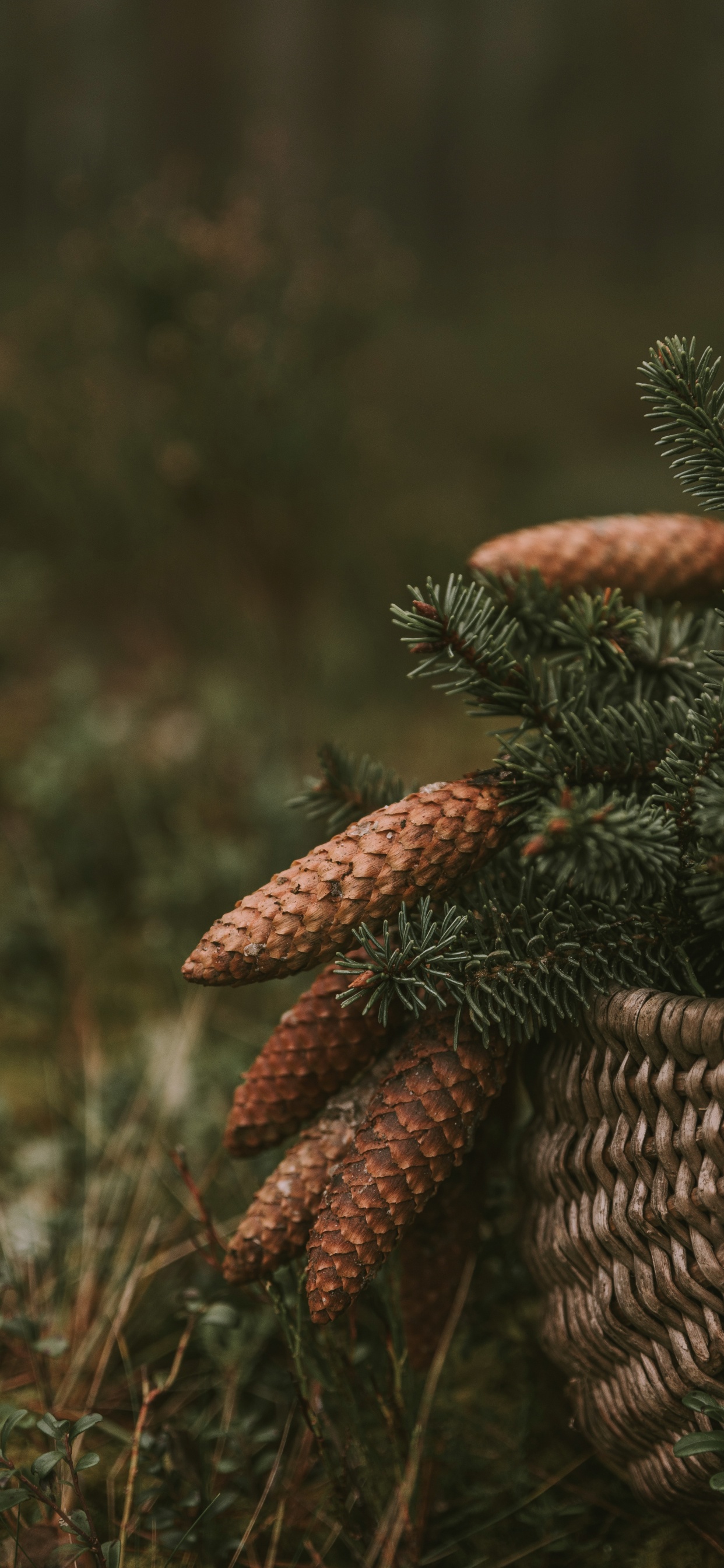 Обои растительность, крупный план, растение, живая природа, биом в разрешении 1242x2688