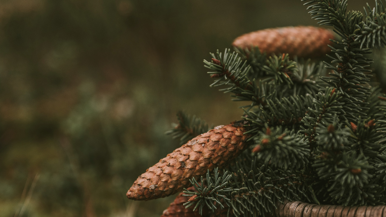 Обои растительность, крупный план, растение, живая природа, биом в разрешении 1280x720