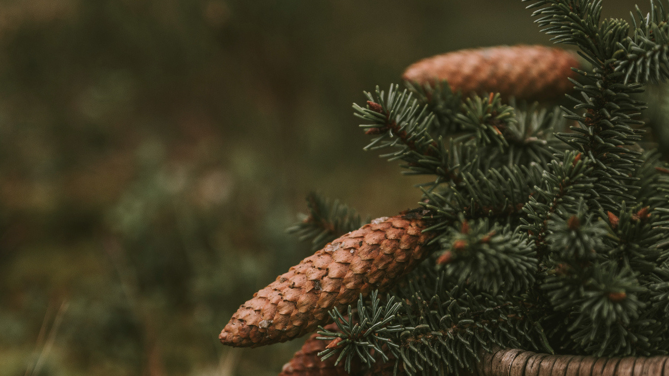 Обои растительность, крупный план, растение, живая природа, биом в разрешении 1366x768