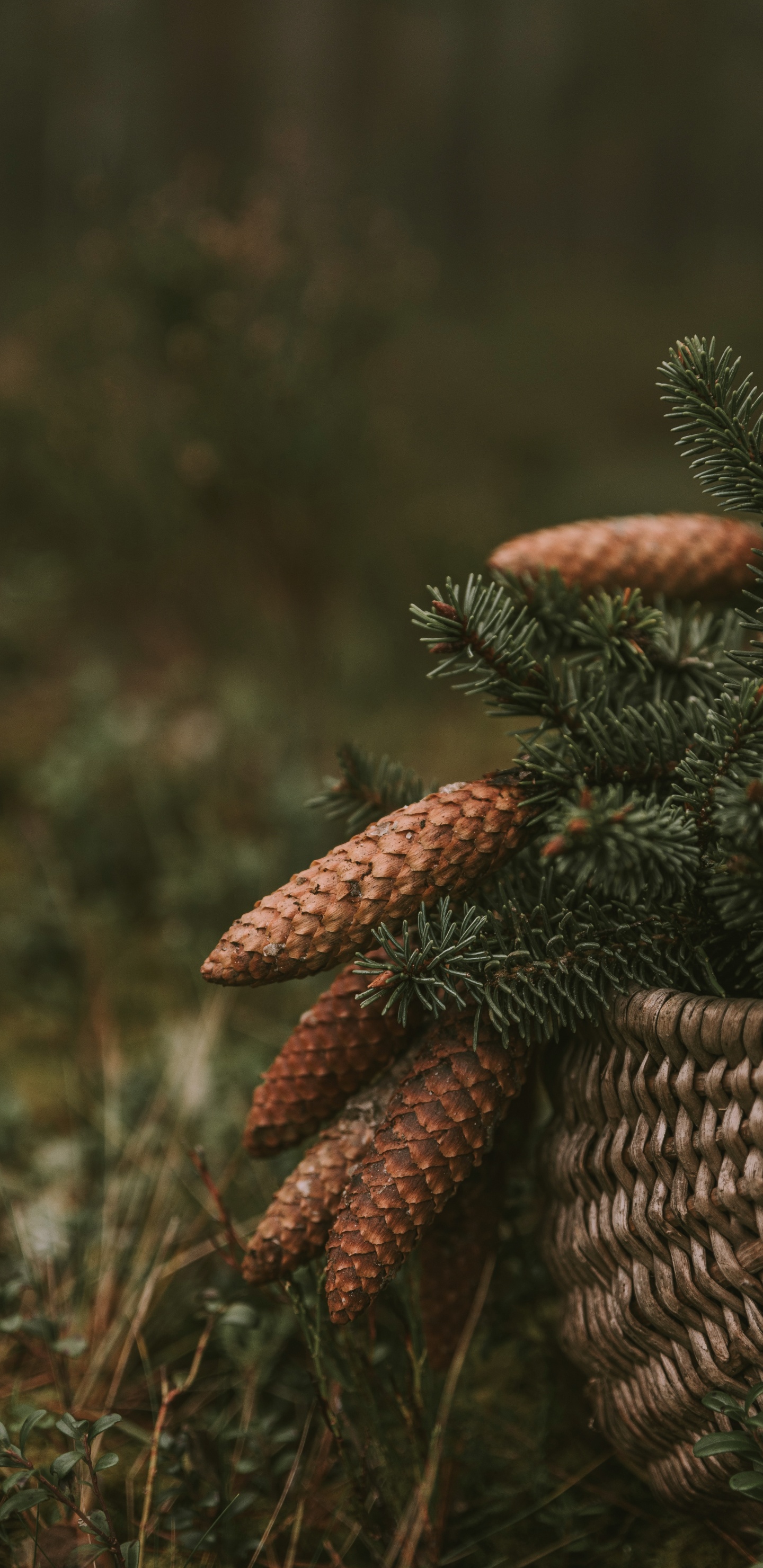 Обои растительность, крупный план, растение, живая природа, биом в разрешении 1440x2960