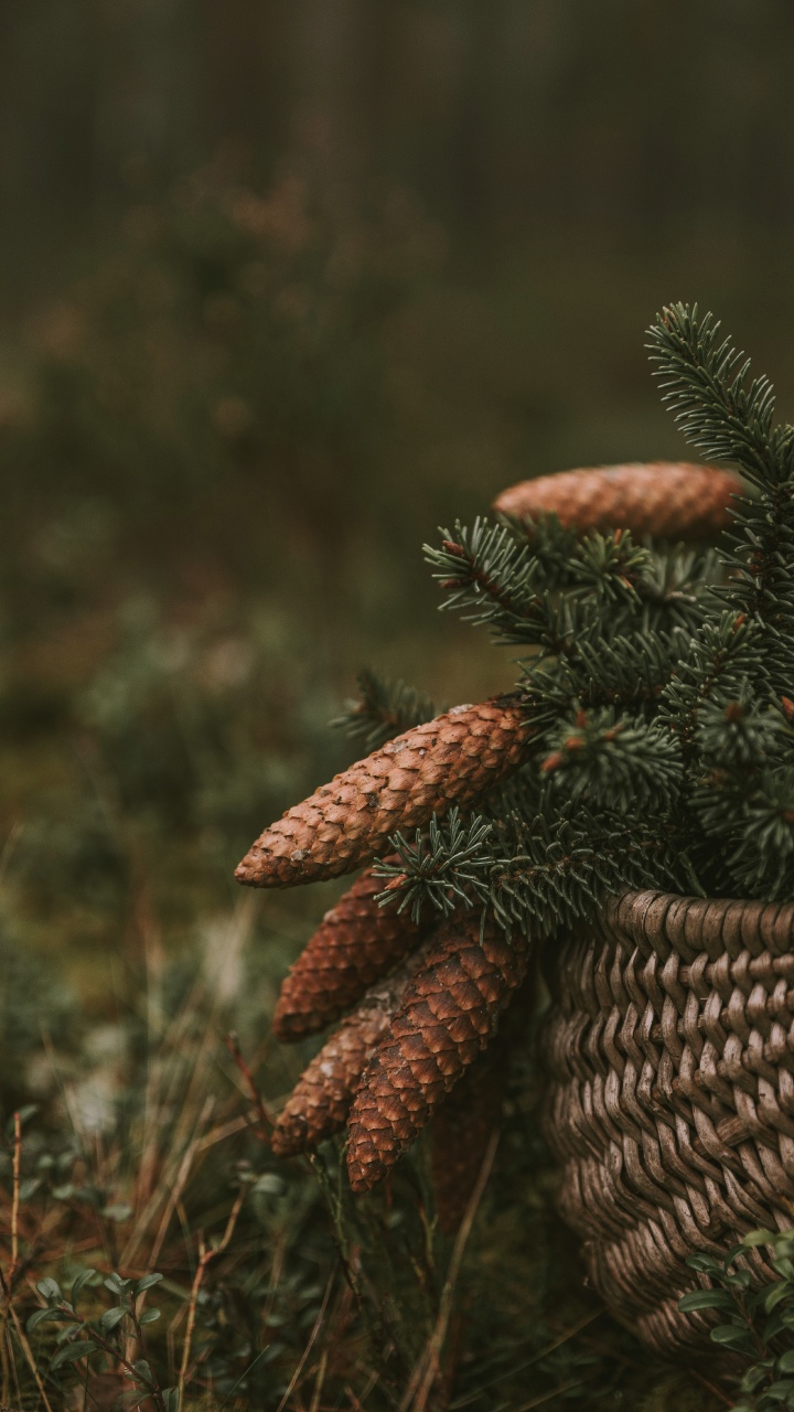 Обои растительность, крупный план, растение, живая природа, биом в разрешении 720x1280