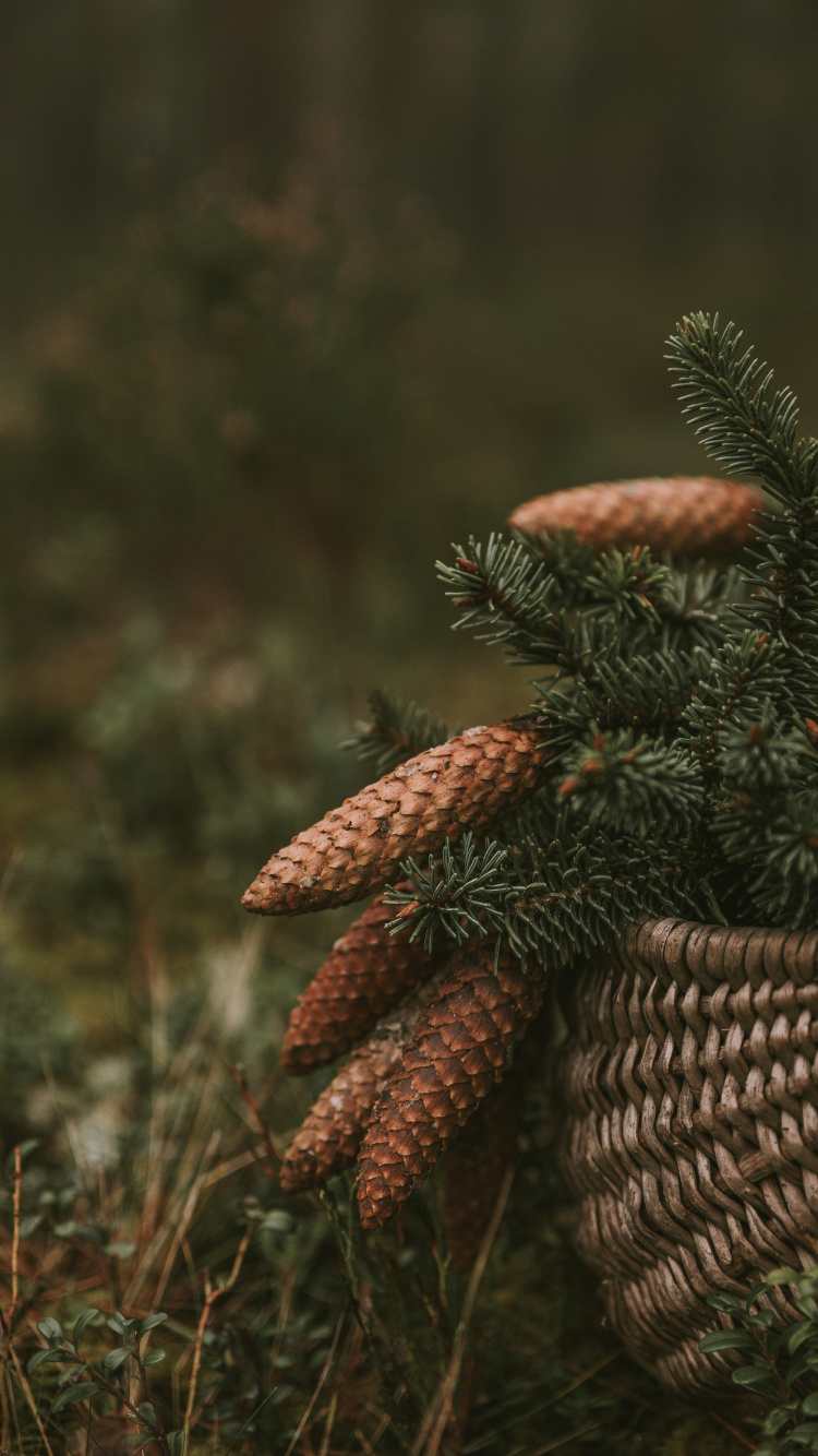 Обои растительность, крупный план, растение, живая природа, биом в разрешении 750x1334