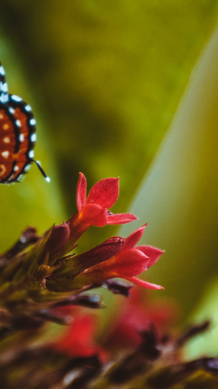 Обои насекомое, бабочка, мотыльки и бабочки, беспозвоночных, опылитель в разрешении 750x1334