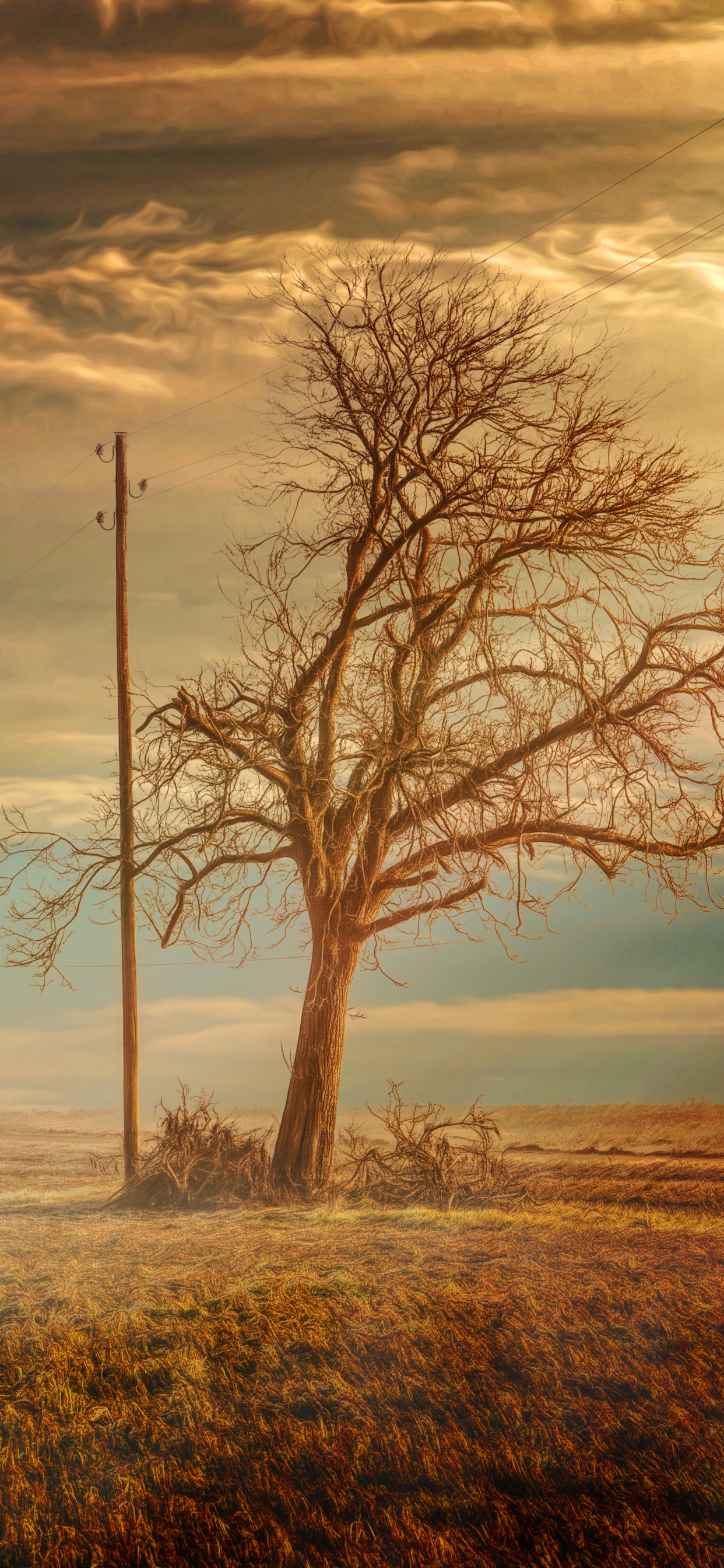 Обои дерево, утро, равнина, атмосфера, небо в разрешении 1242x2688