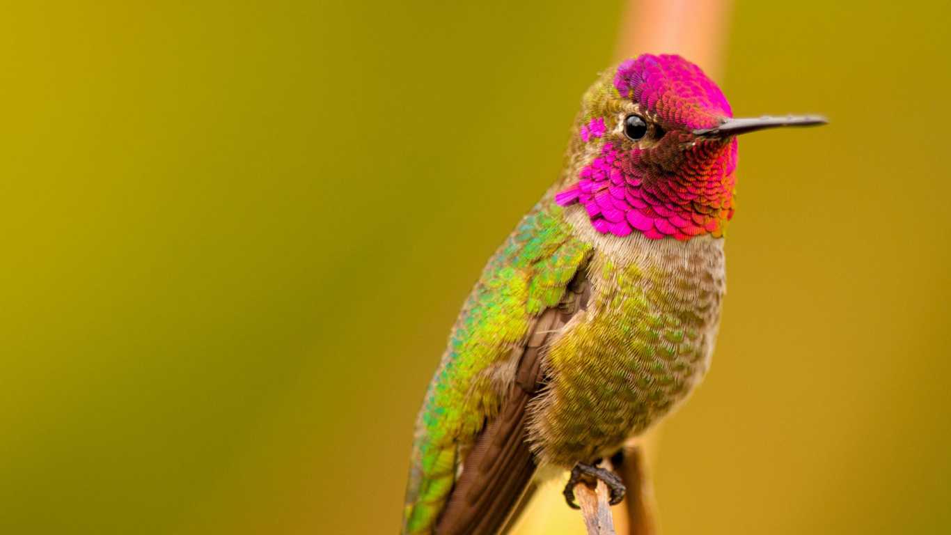 Обои птица, Колибри, клюв, живая природа, опылитель в разрешении 1366x768