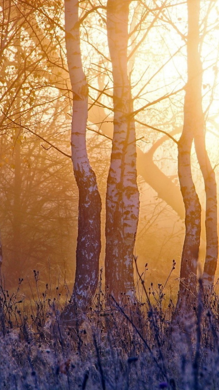 Обои дерево, лес, солнечный свет, свет, утро в разрешении 720x1280