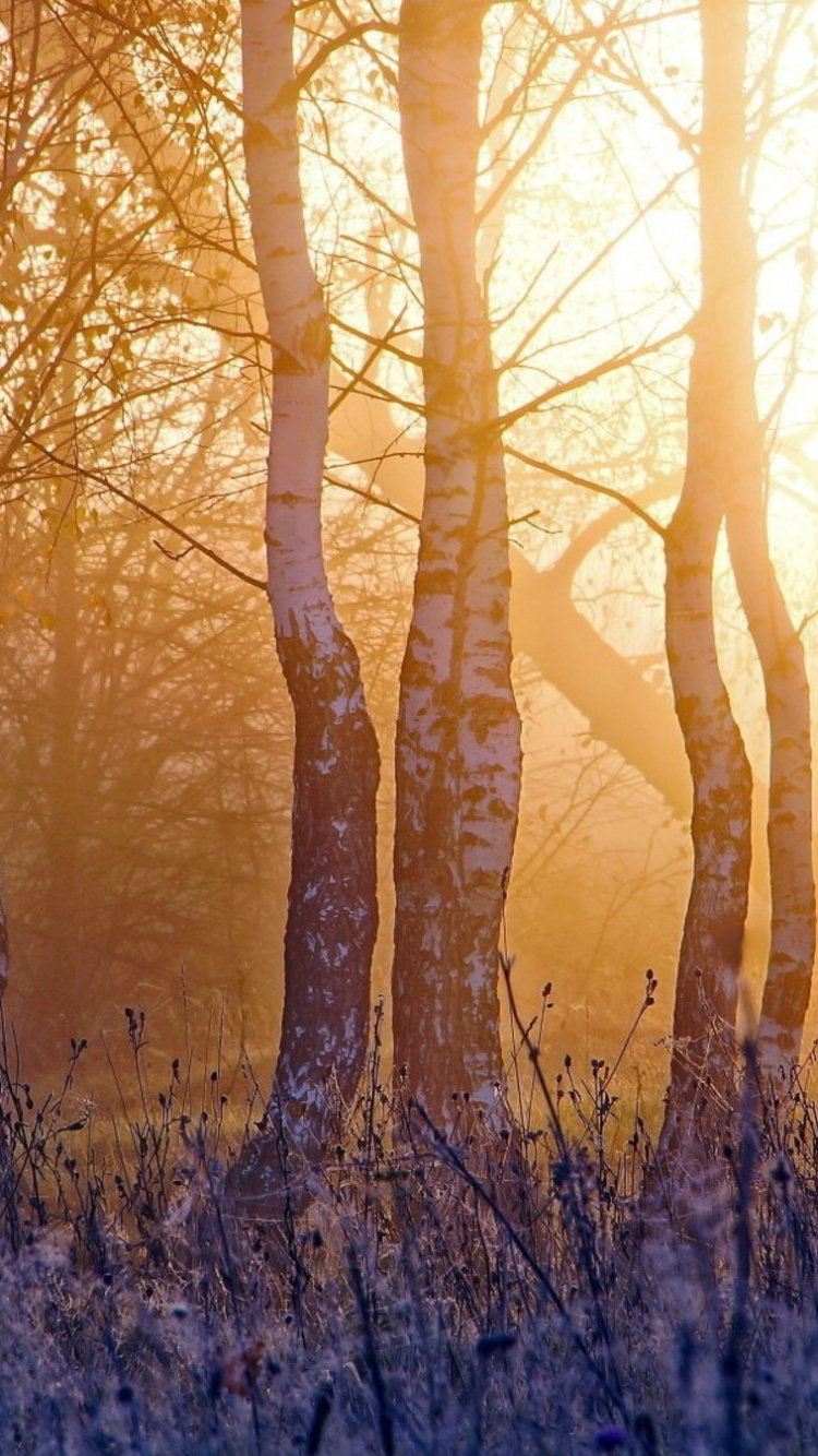 Обои дерево, лес, солнечный свет, свет, утро в разрешении 750x1334