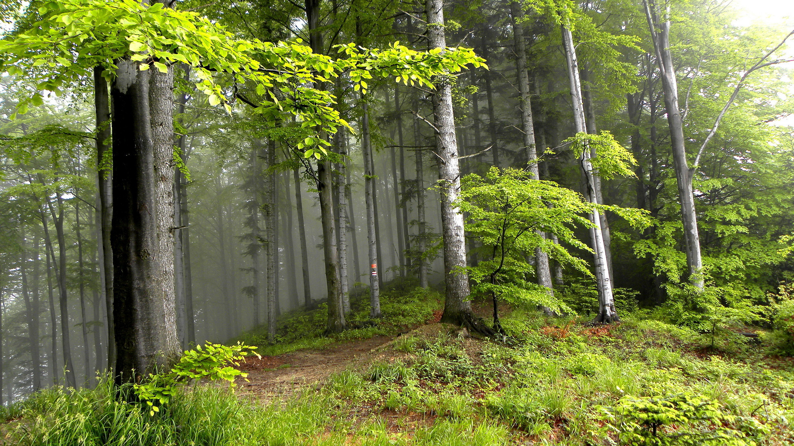 Обои лес, дерево, лесистая местность, растительность, природный заповедник в разрешении 2560x1440