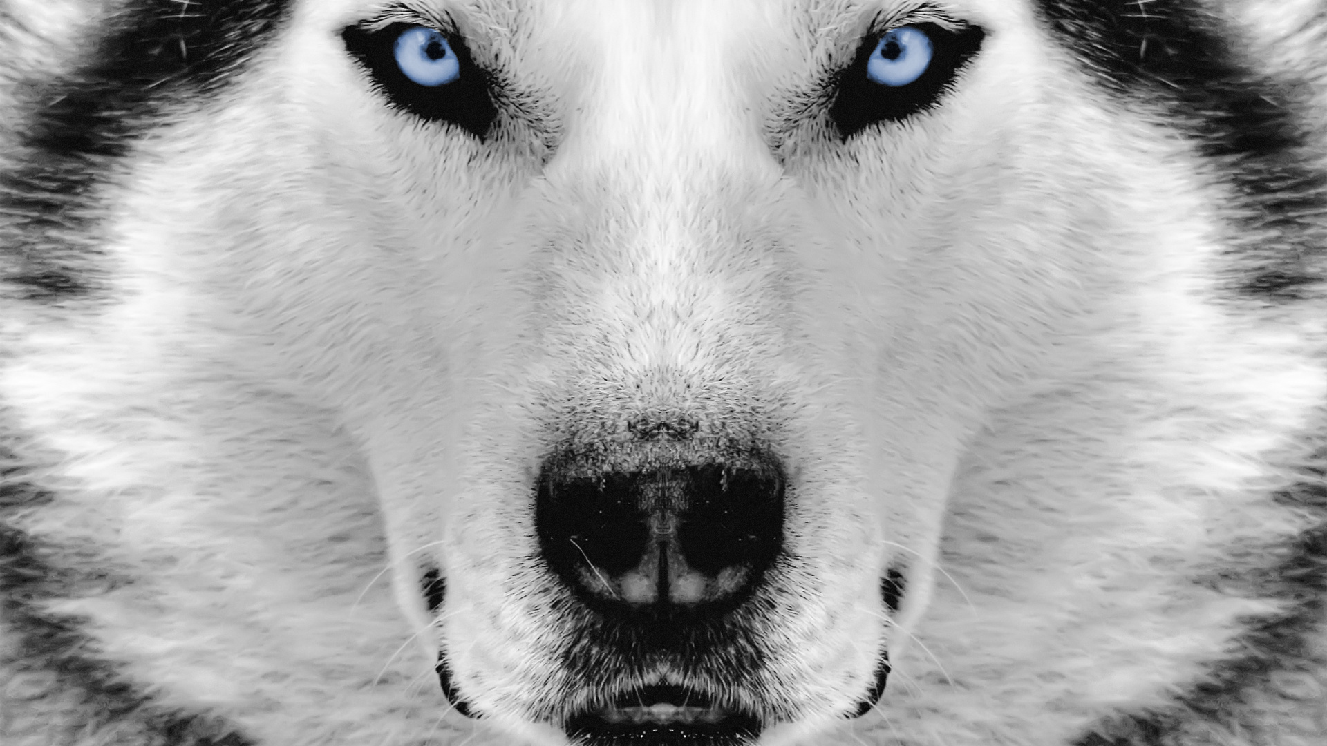 Обои Себирская Хаски, щенок, хаски, пес, нос в разрешении 1920x1080