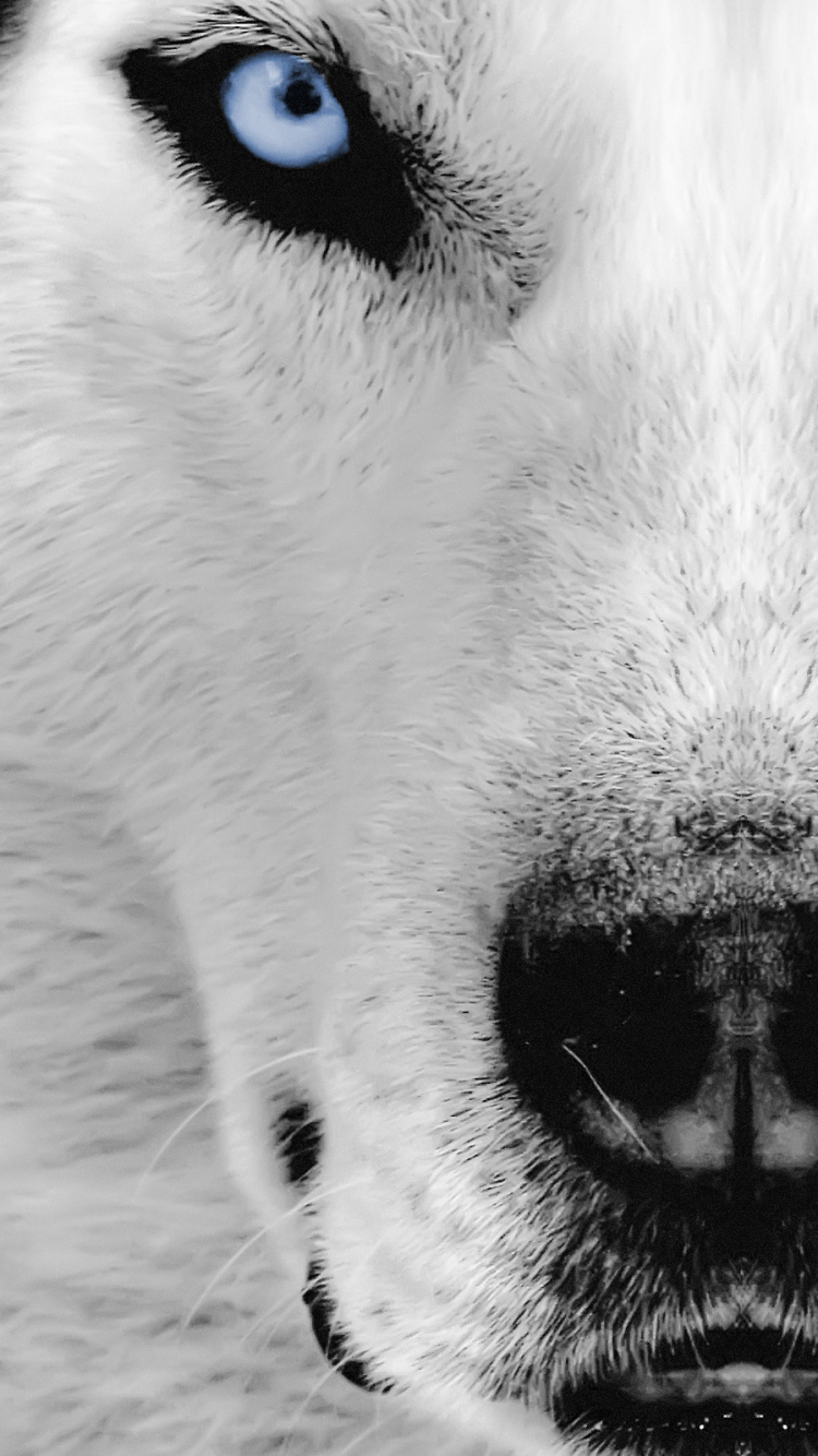 Обои Себирская Хаски, щенок, хаски, пес, нос в разрешении 750x1334