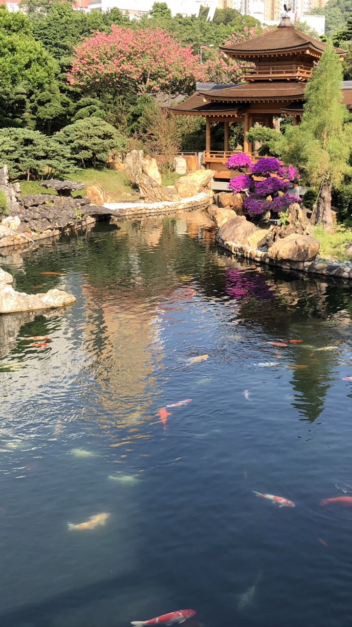 Обои Гонконг, отражение, водоток, сад, водные элементы в разрешении 720x1280