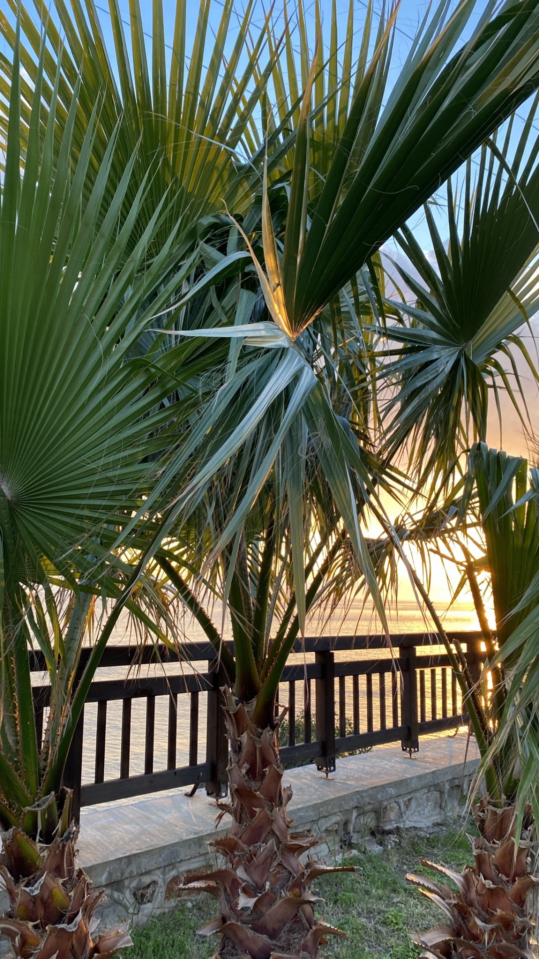 Обои финиковая пальма, растение, ботаники, наземное растение, дерево в разрешении 1080x1920