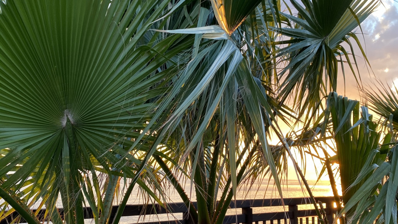 Обои финиковая пальма, растение, ботаники, наземное растение, дерево в разрешении 1280x720