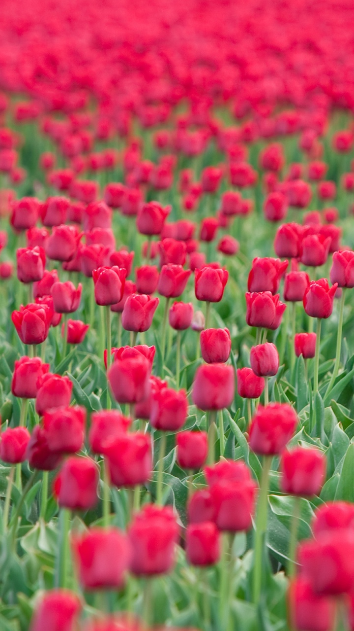 Обои цветок, тюльпаны, цветковое растение, поле, растение в разрешении 720x1280