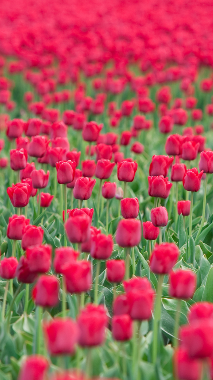 Обои цветок, тюльпаны, цветковое растение, поле, растение в разрешении 750x1334