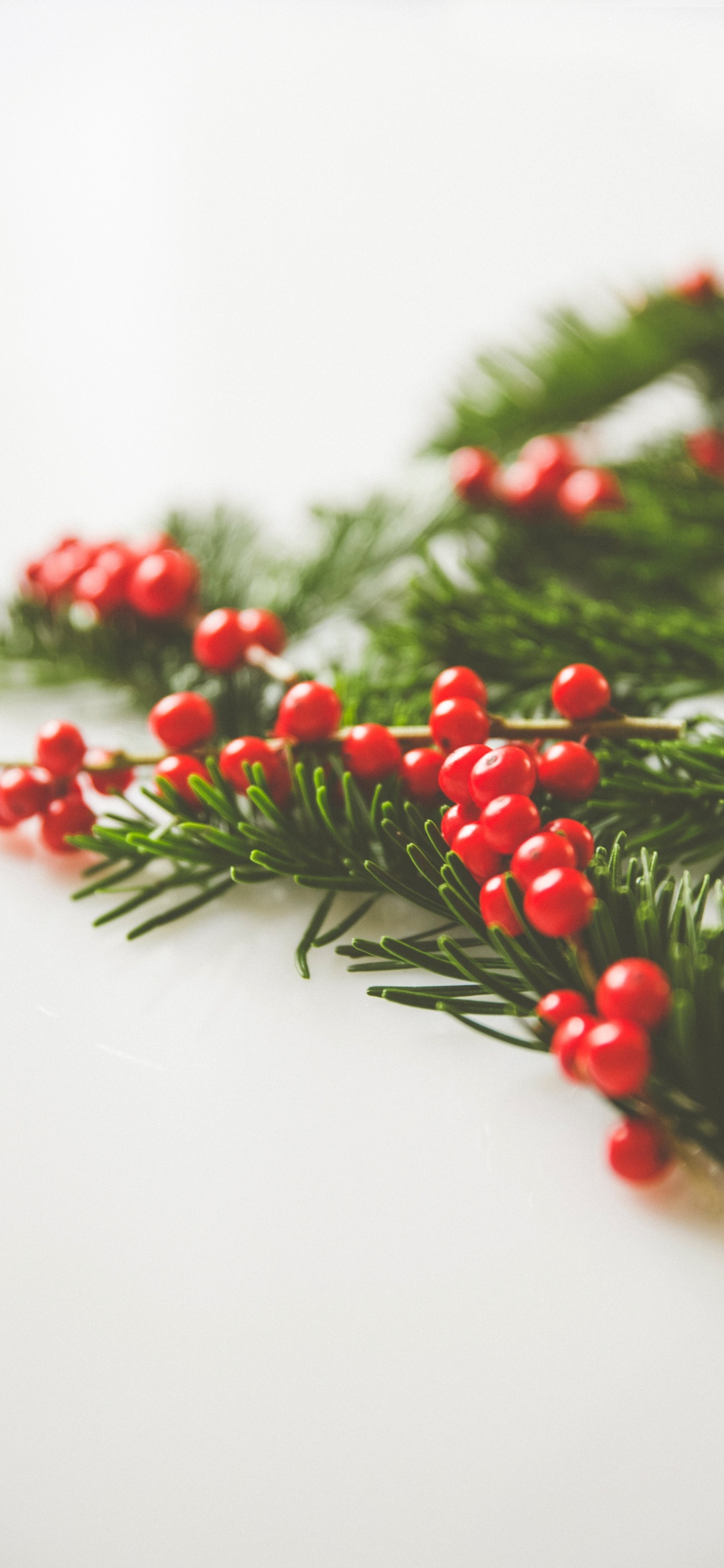 Обои падуб, ветвь, лист, растение, Рождественский день в разрешении 1125x2436